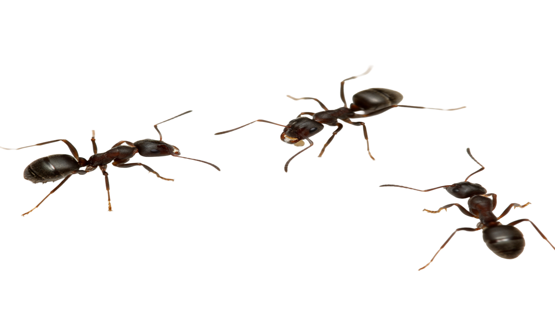 Three black ants walking on a transparent background
