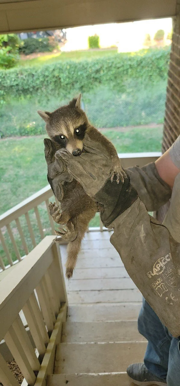 A person holding a small raccoon with their gloved hand on a porch with a green yard in the background.