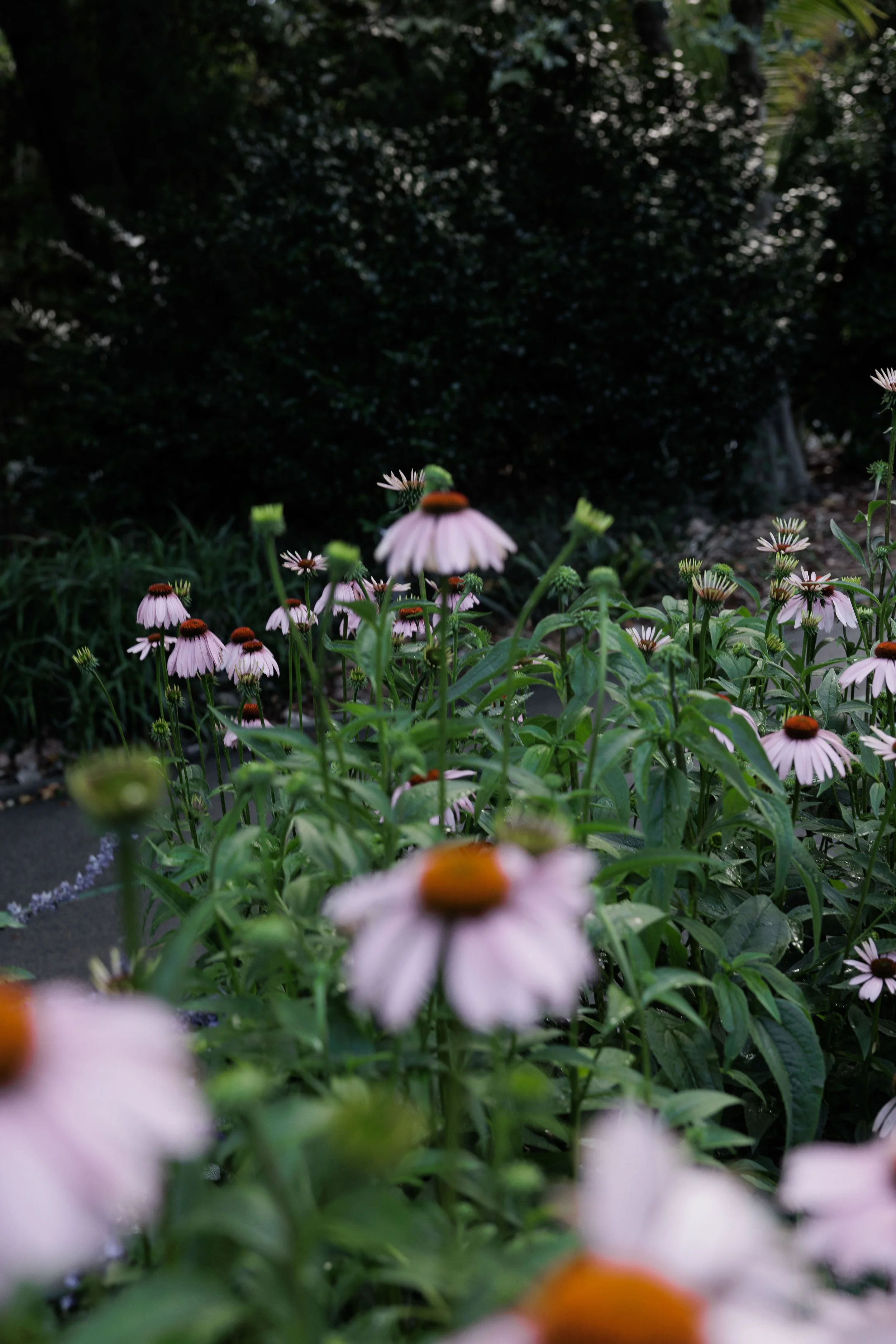 TwoInOne_悉尼婚纱摄影_悉尼婚纱照_JordanFibi _6.jpg