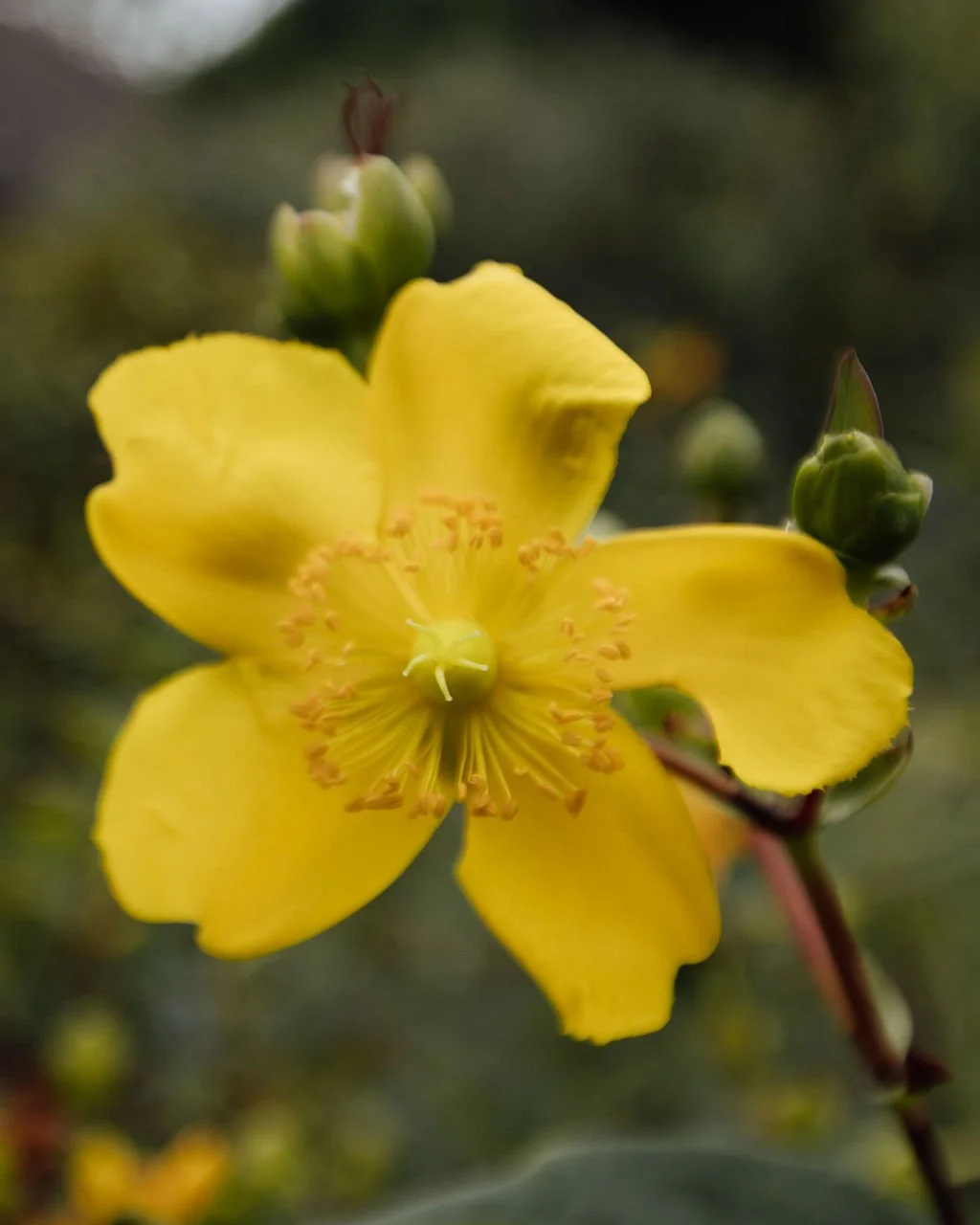 Close-up of a yellow flower with multiple petals and prominent stamens, surrounded by green buds.