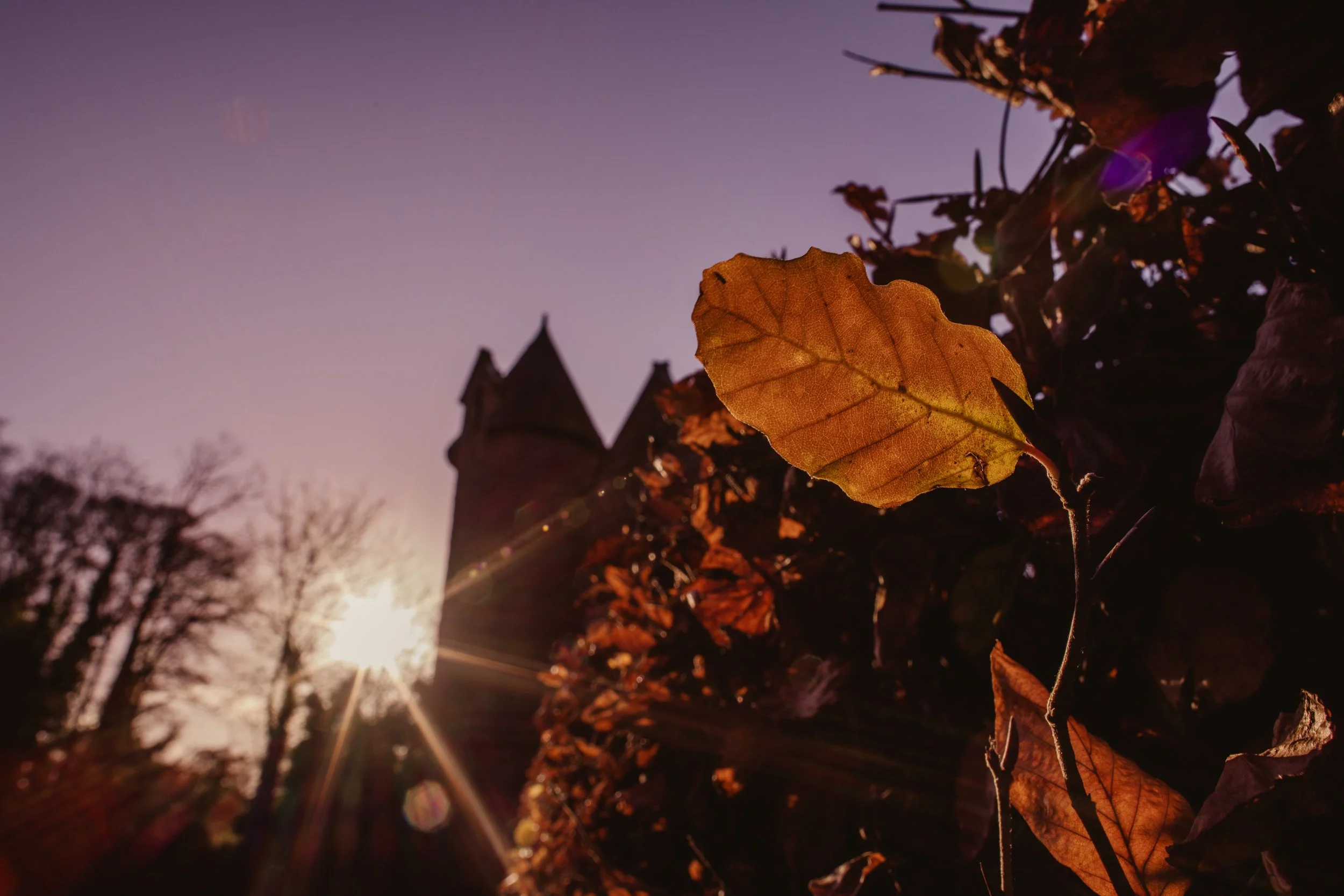Autumn leaves on a vine with a castle silhouette in the background and the sun setting.