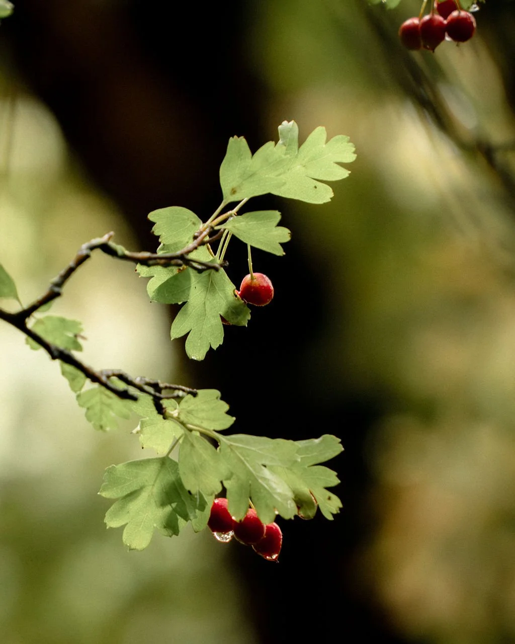 Close-up of a branch with green leaves and small red berries, some with droplets of water, against a blurred natural background.