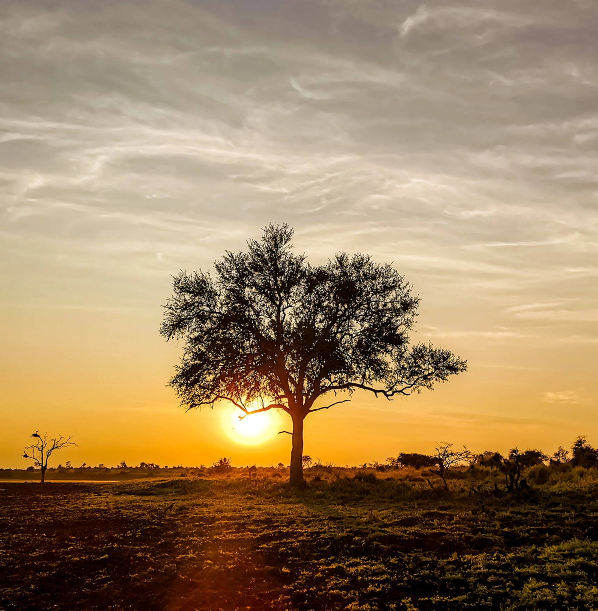 Silhouette of a tree in a field at sunset, with a partly cloudy sky.