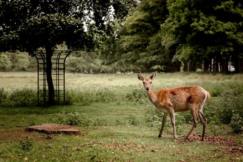 A deer standing in a grassy clearing with trees and a metal trellis in the background.