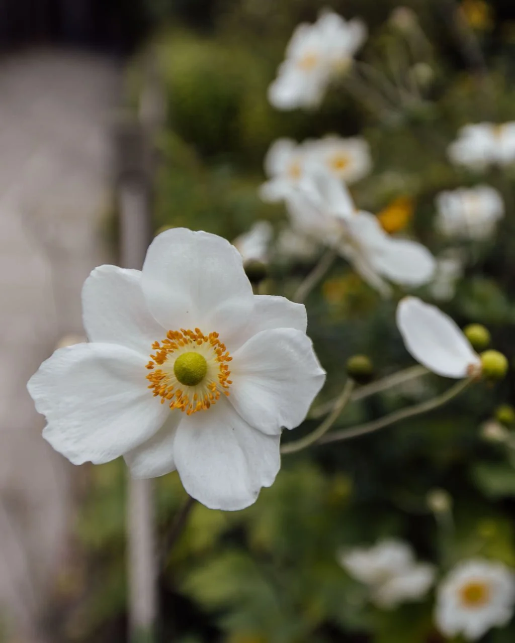 Close-up of a white flower with a green center and yellow-orange stamens, with blurred flowers and greenery in the background.