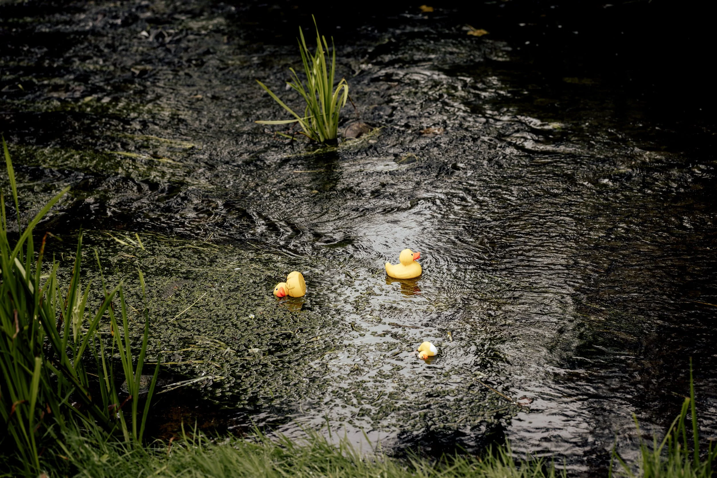 Close-up of a small pond or swamp with three yellow rubber ducks floating among green aquatic plants and algae, with tall grass along the edge.