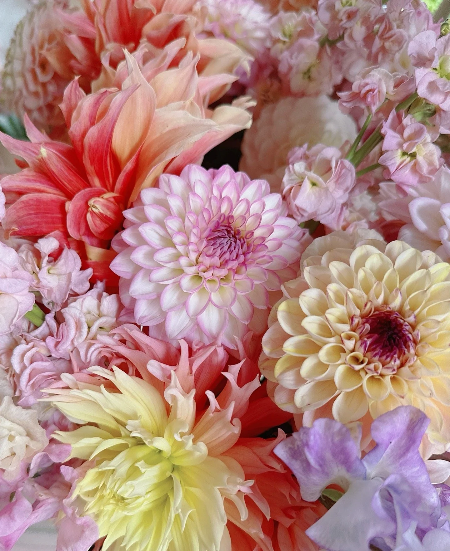 Close-up of various colorful flowers, including dahlias, zinnias, snapdragons, and other blossoms in soft pastel shades of pink, purple, yellow, and peach.