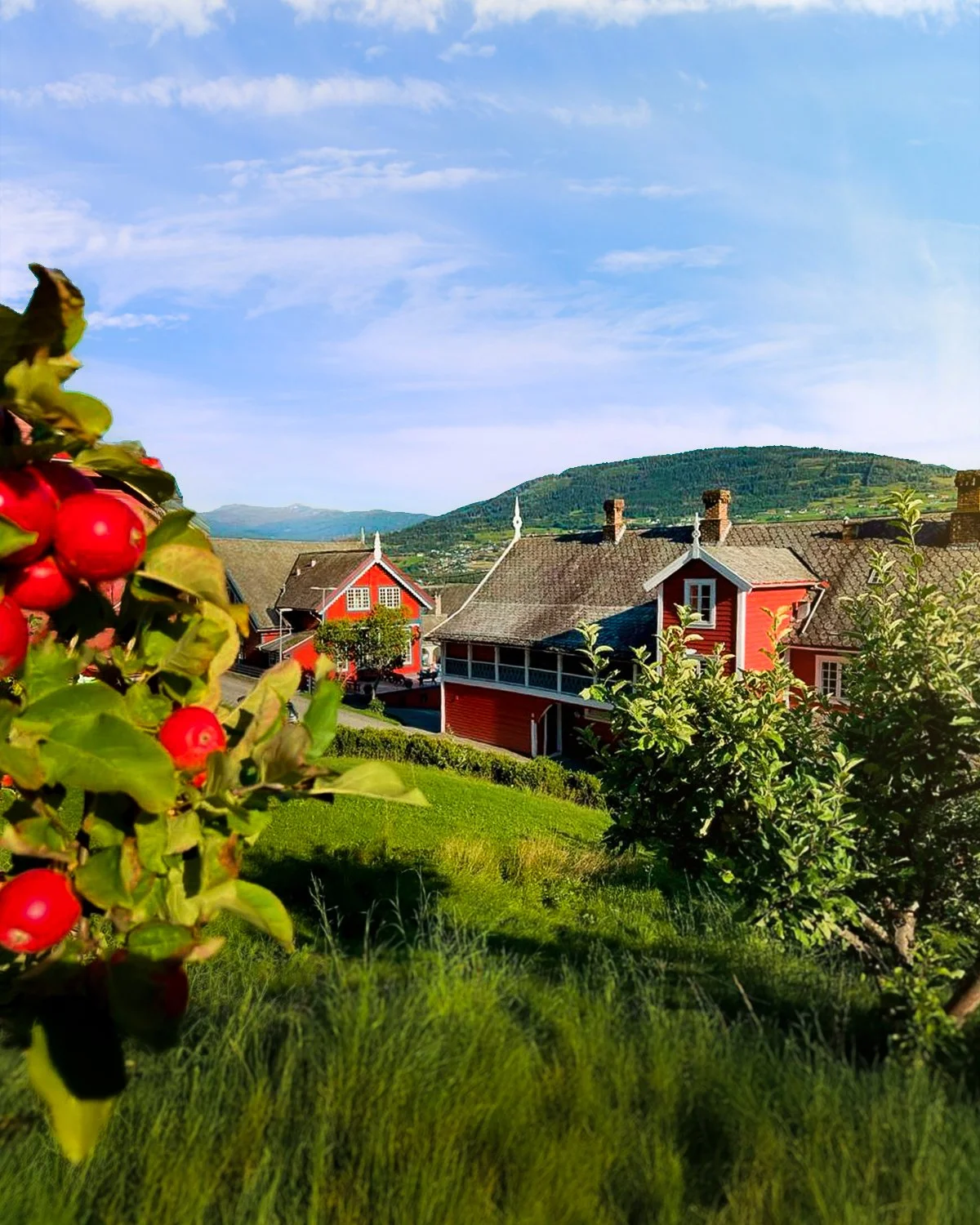 Raude hus på skuletunet til Voss folkehøgskule, med eple i framgrunnen og fjell i bakgrunnen.