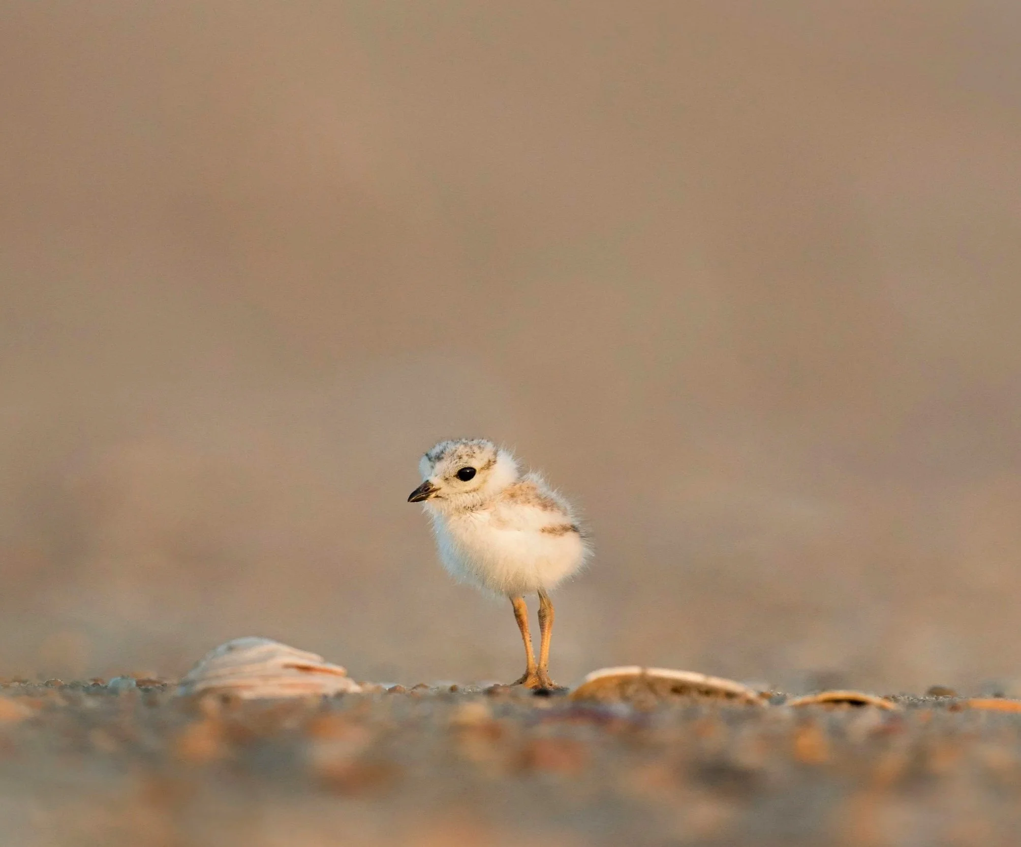 Close-up of a small, fluffy baby bird standing on the ground with a blurry background.