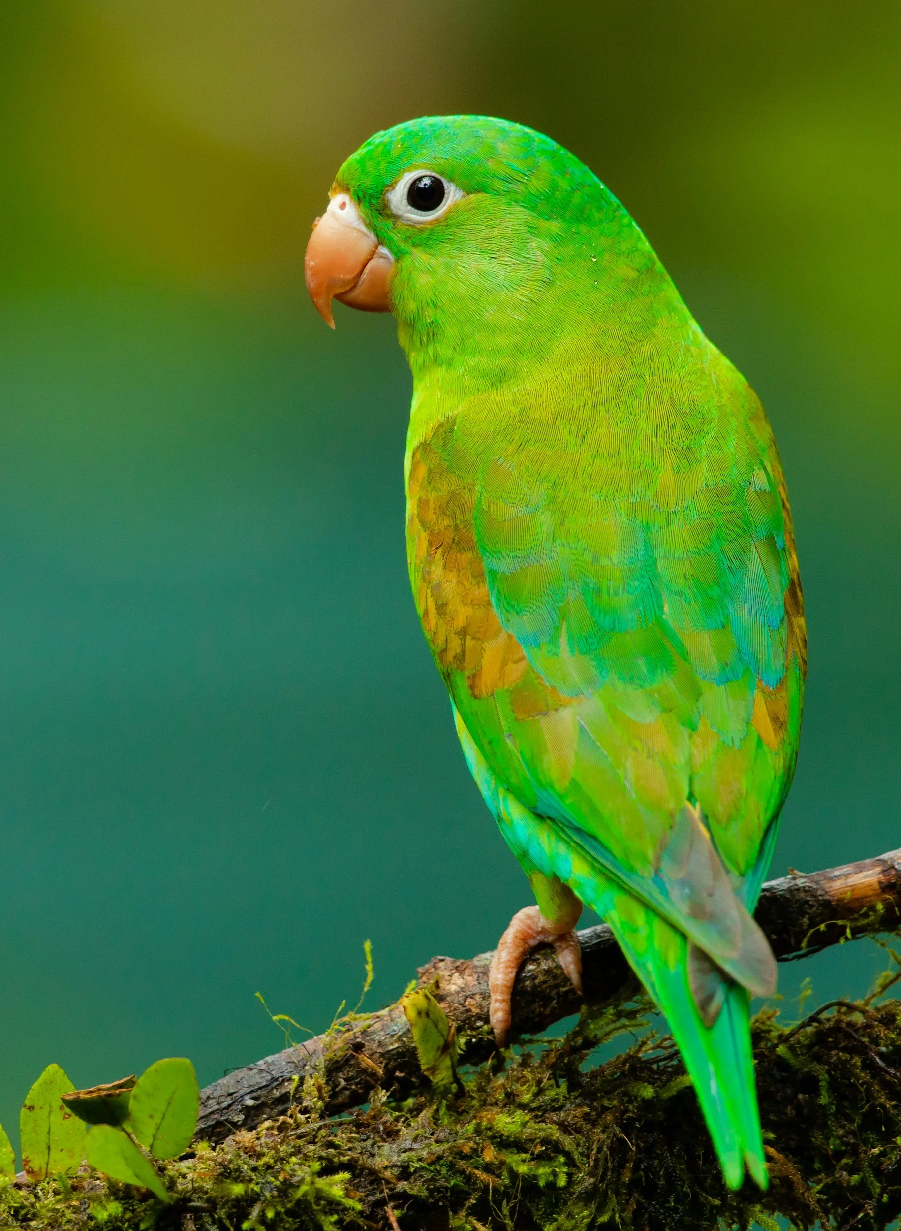 Colorful green and yellow bird perched on a mossy branch.