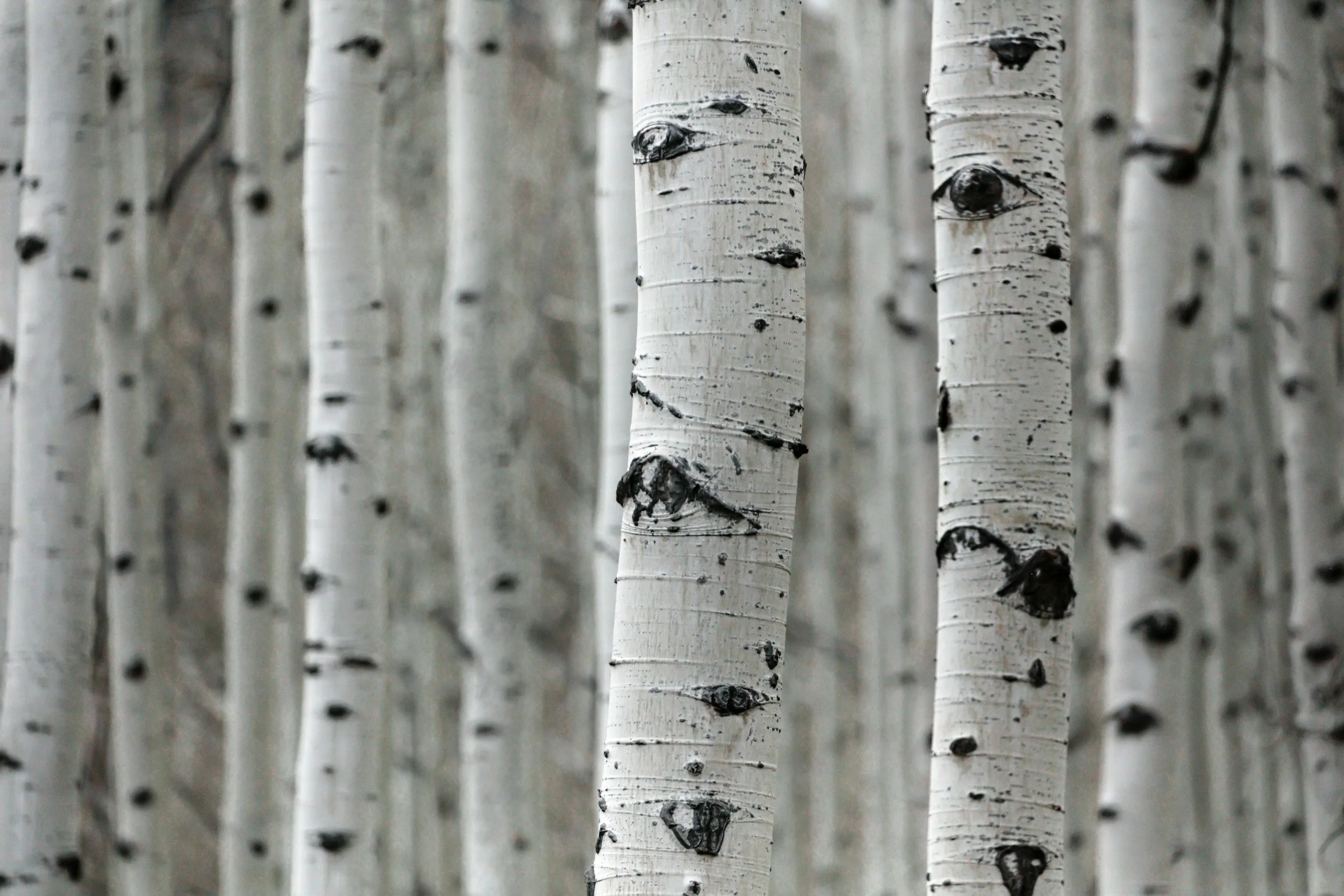 Close-up of white birch tree trunks in a forest.