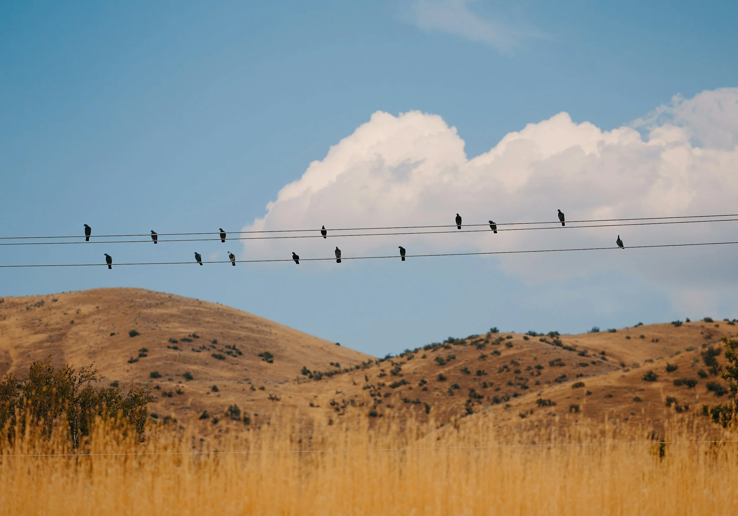 Birds sitting on power lines above a dry, hilly landscape with sparse bushes and trees, under a partly cloudy sky.