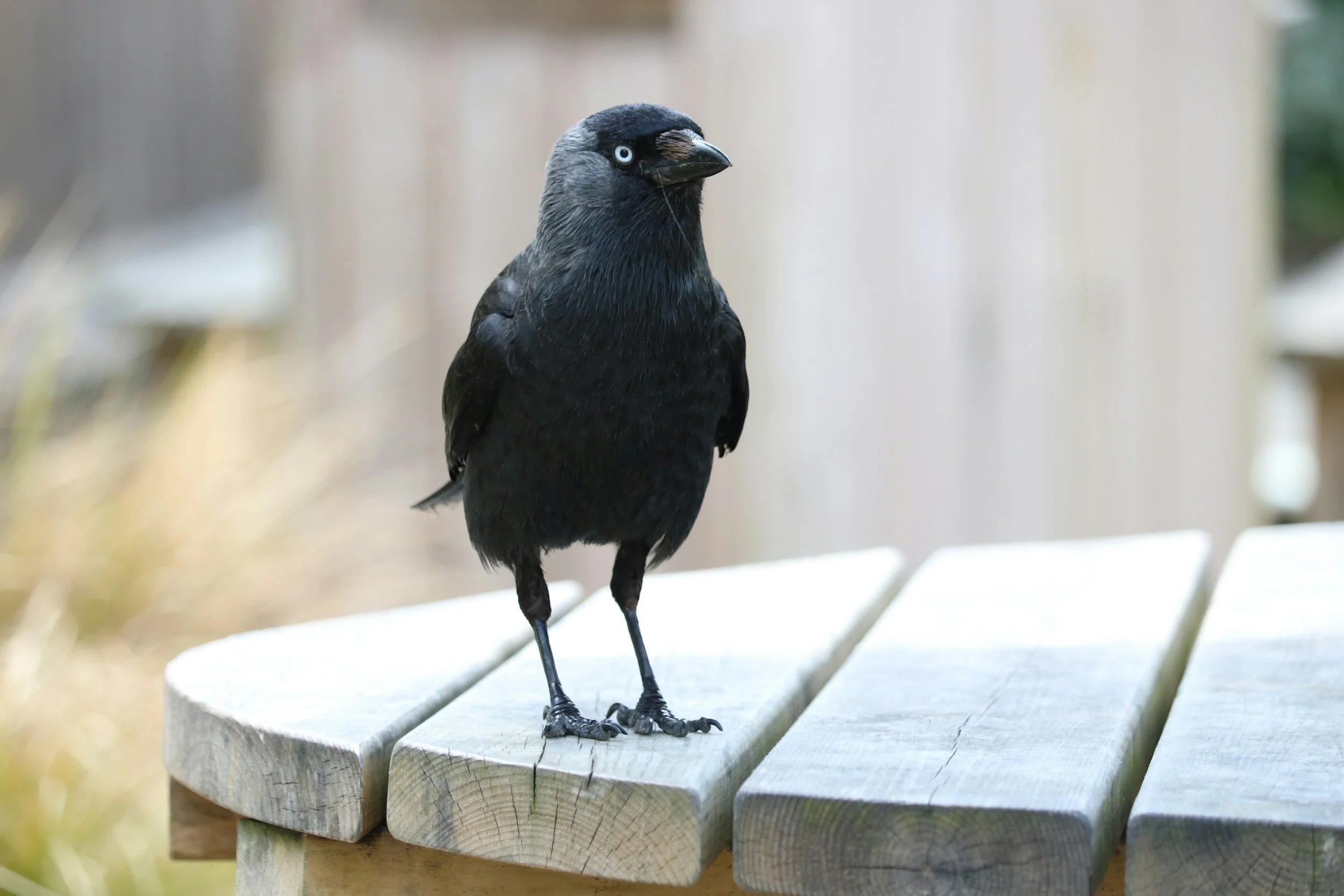 A black bird with white eyes and a dark beak standing on a wooden platform outdoors.