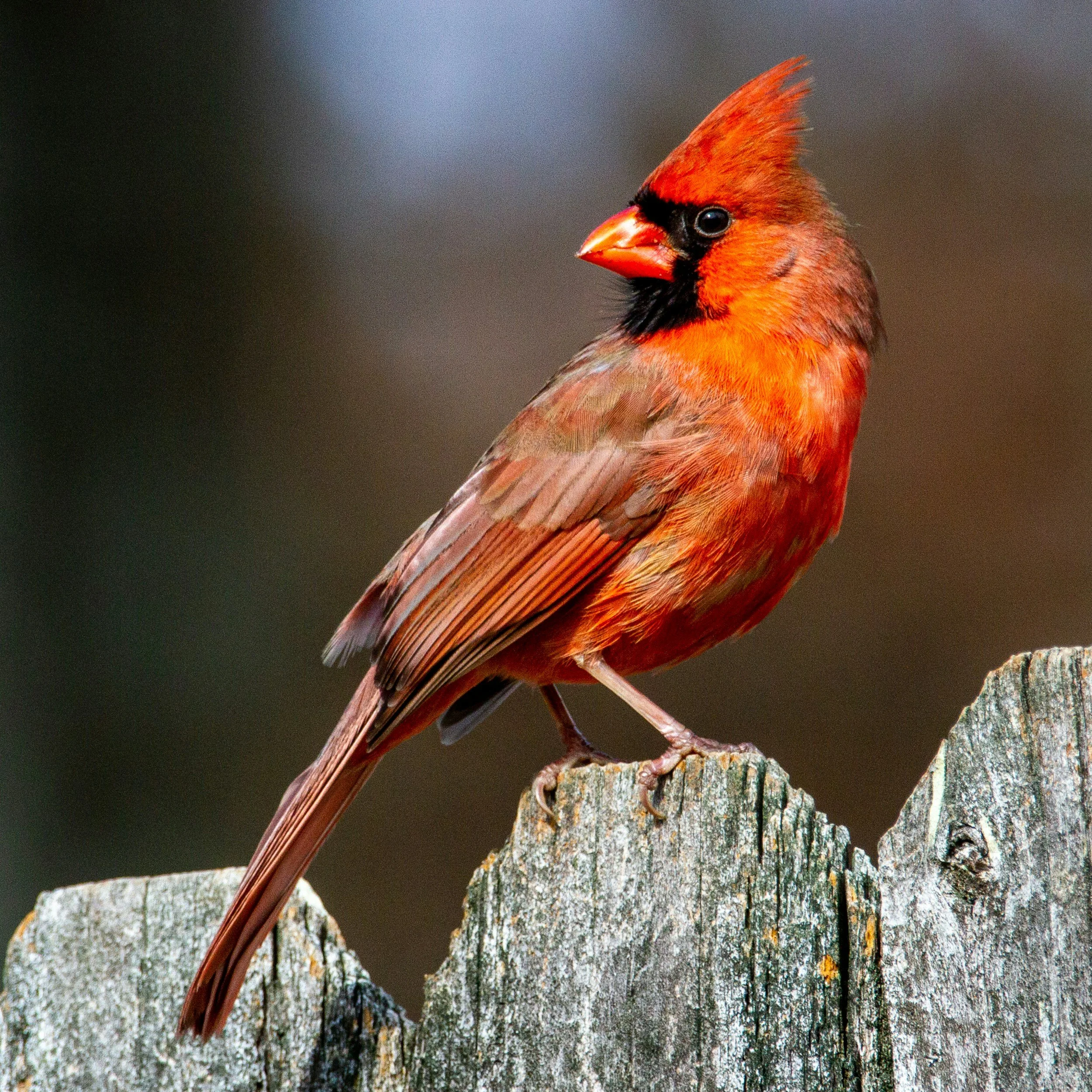 Close-up of a male Northern Cardinal bird perched on a tree trunk, with a blurred background.
