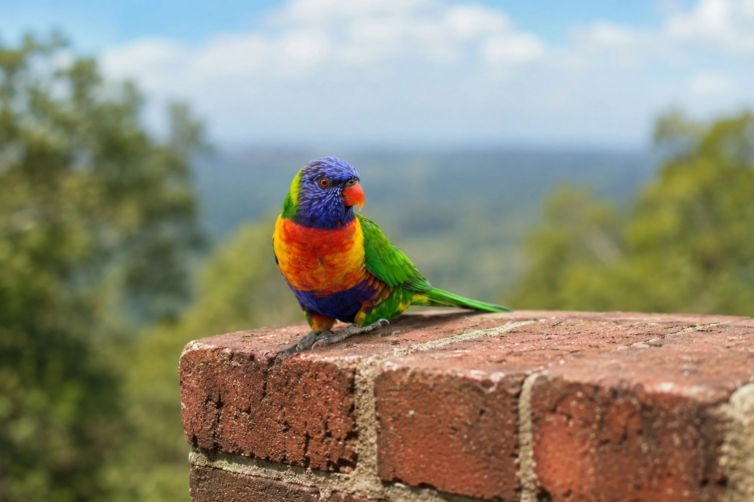 Colorful rainbow lorikeet parrot perched on a brick surface outdoors, with a blurred background of trees and blue sky.