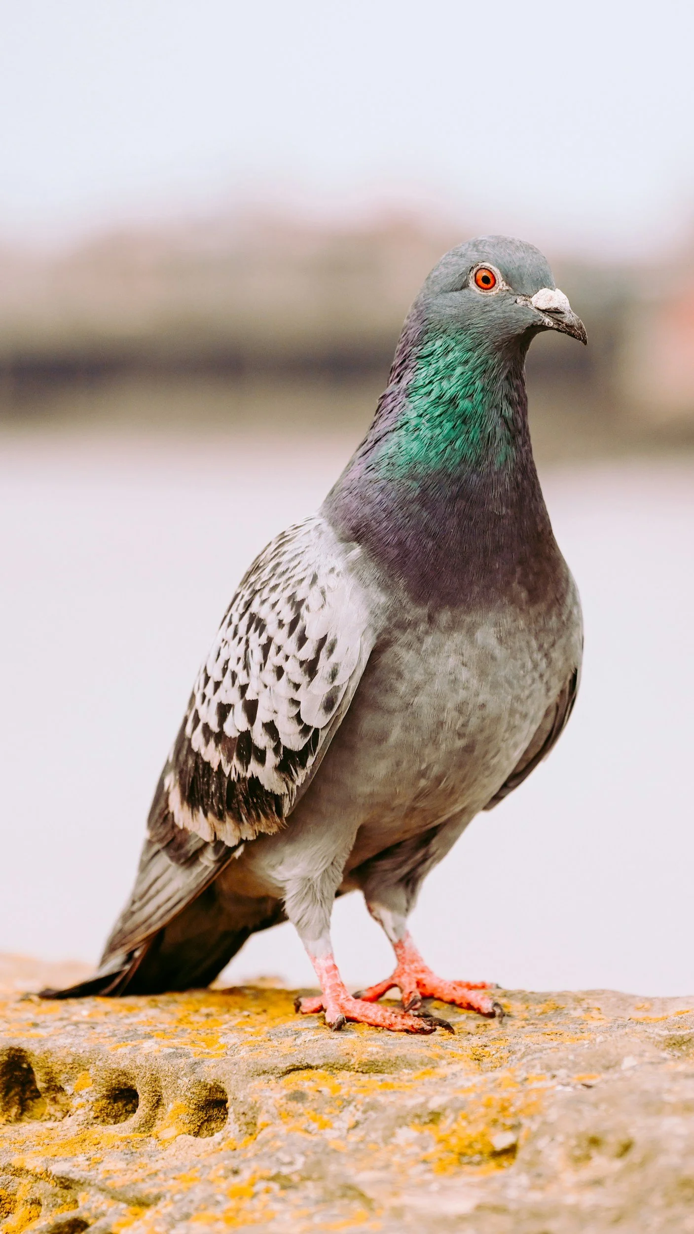 Close-up of a pigeon standing on a stone surface with lichen, showing gray feathers with iridescent green on the neck and orange eyes.