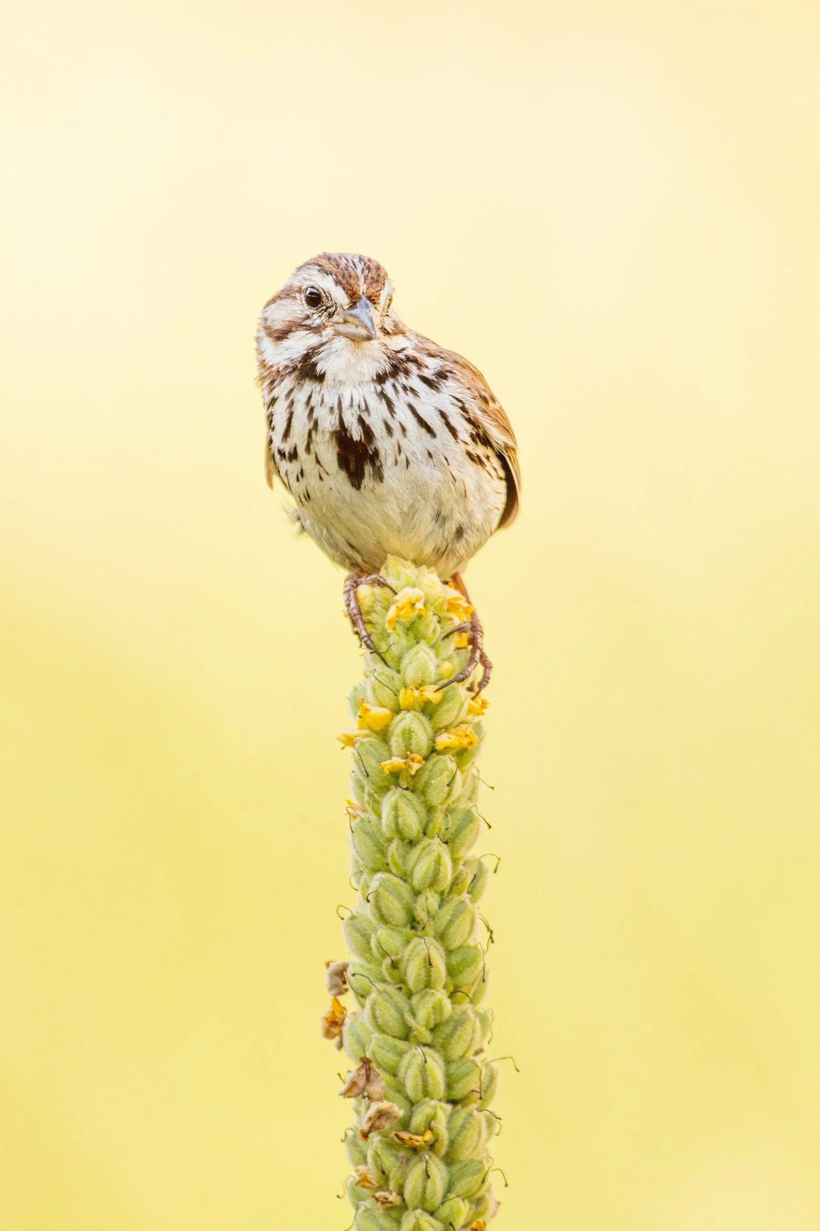 A small bird with brown and white feathers perched on a tall green plant stem with small yellow flowers, against a light yellow background.
