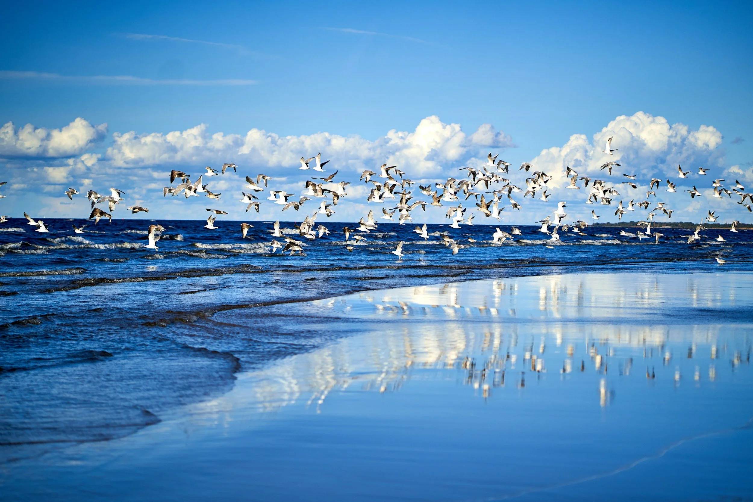 A large flock of seagulls flying over the ocean near the shoreline with blue sky and white clouds.