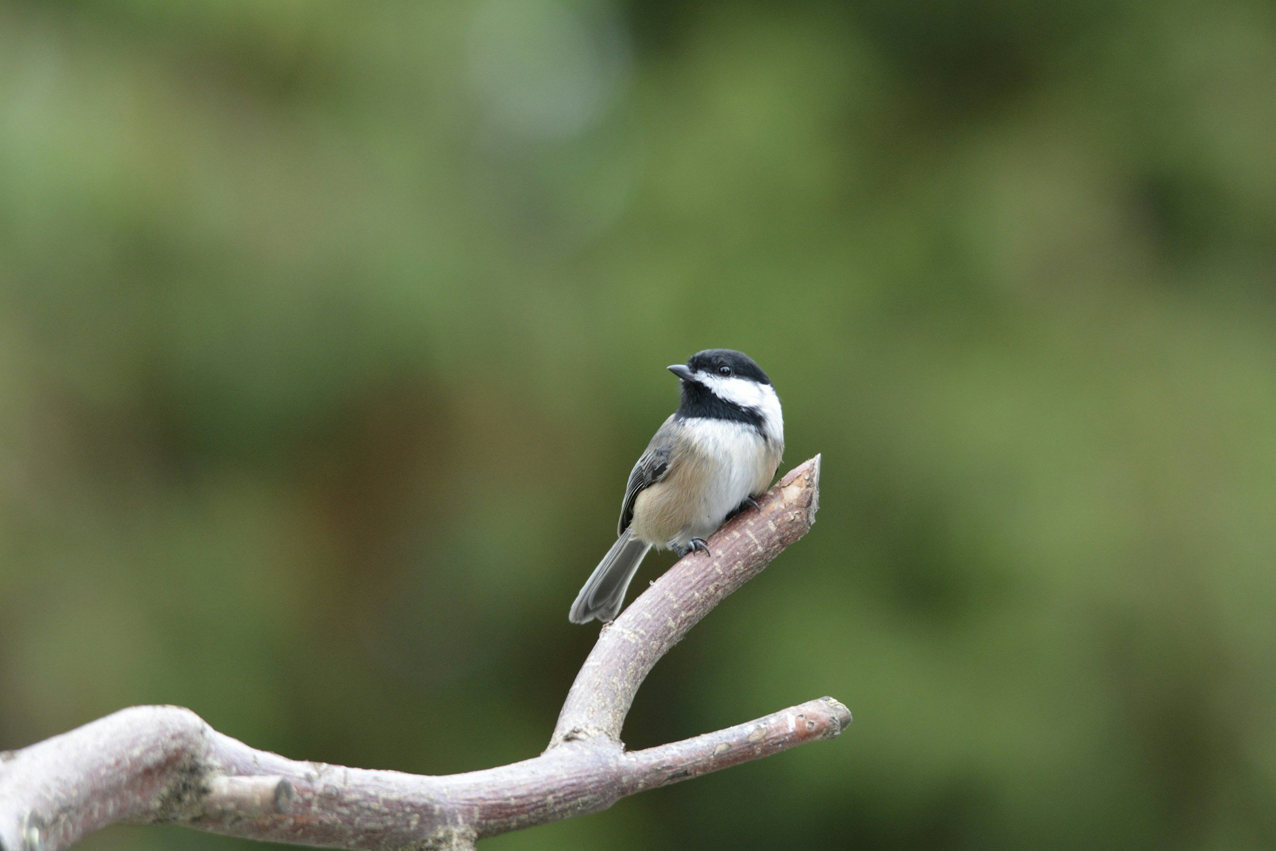 A small bird with black and white markings perched on a light-colored branch against a blurred green background.