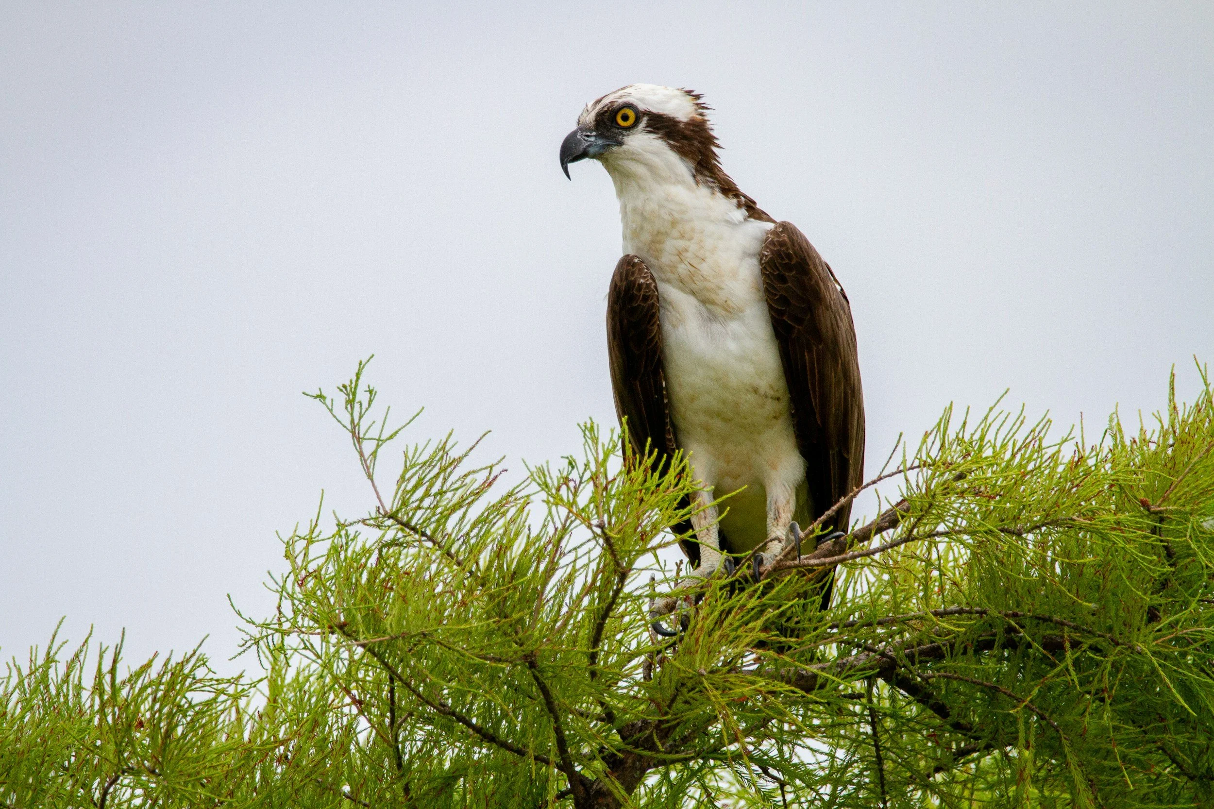 An osprey perched on a tree branch with green pine needles, against a pale gray sky.