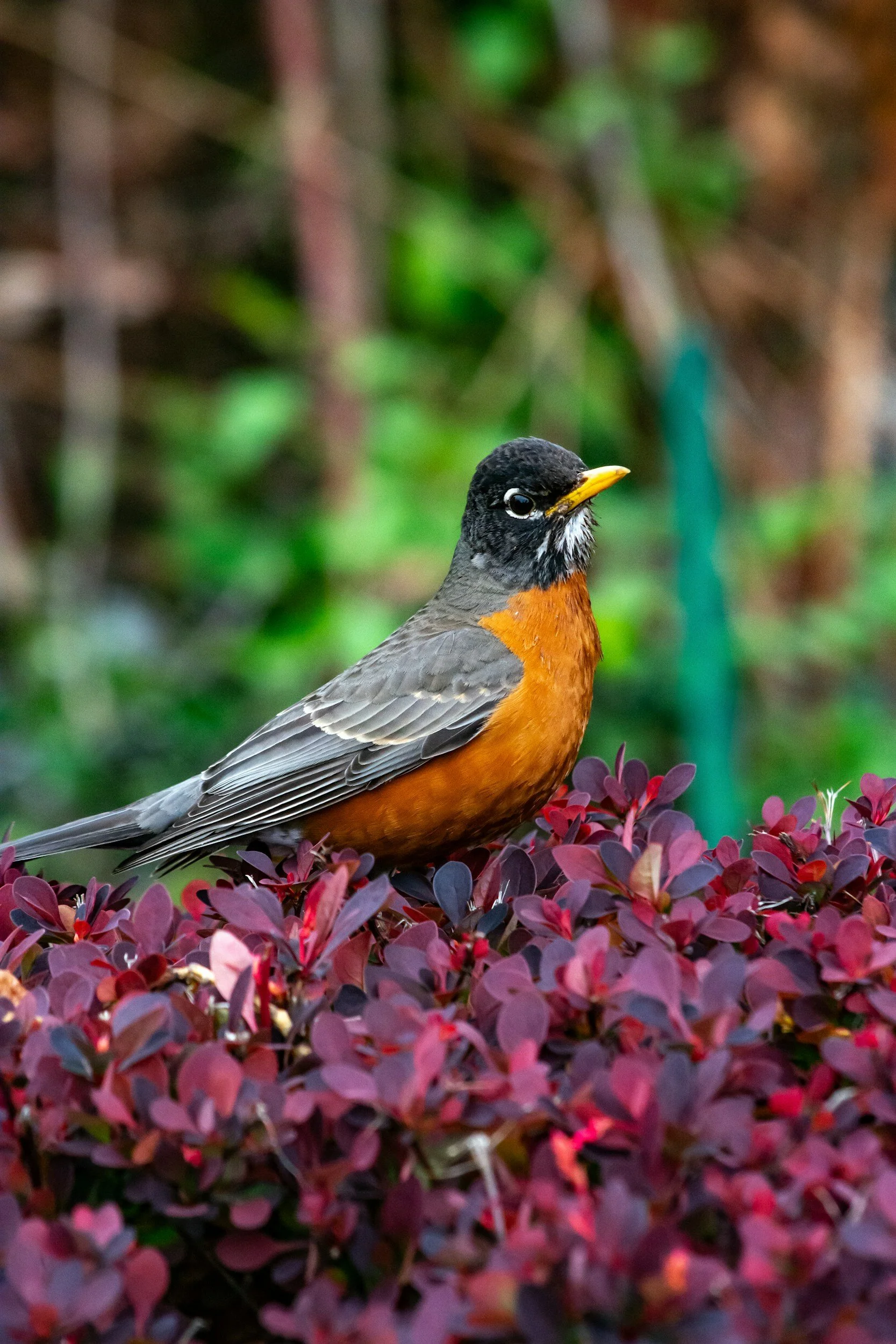 A colorful bird perched on purple foliage with blurred green and brown background.