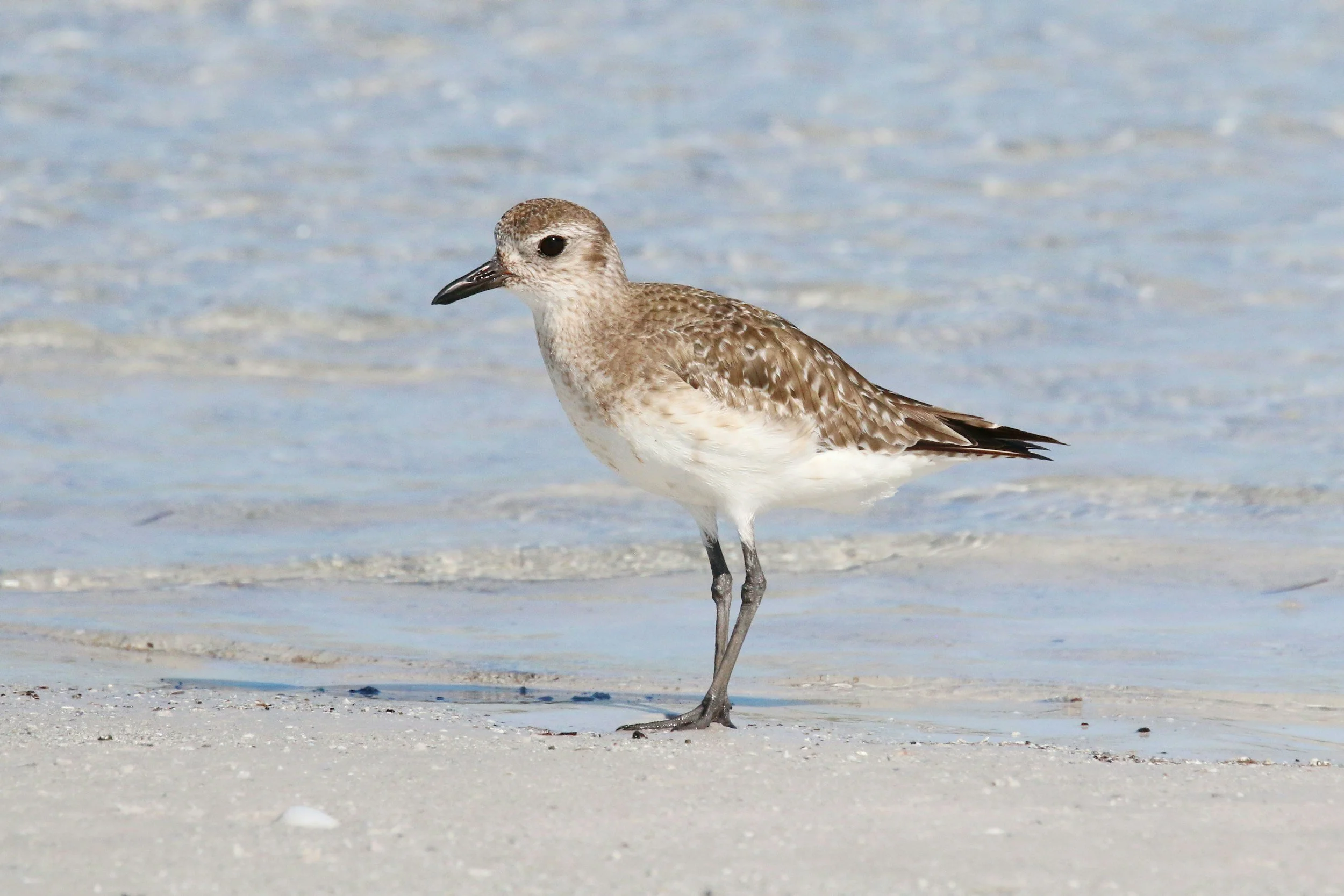 A shorebird standing on a sandy beach with shallow water in the background.