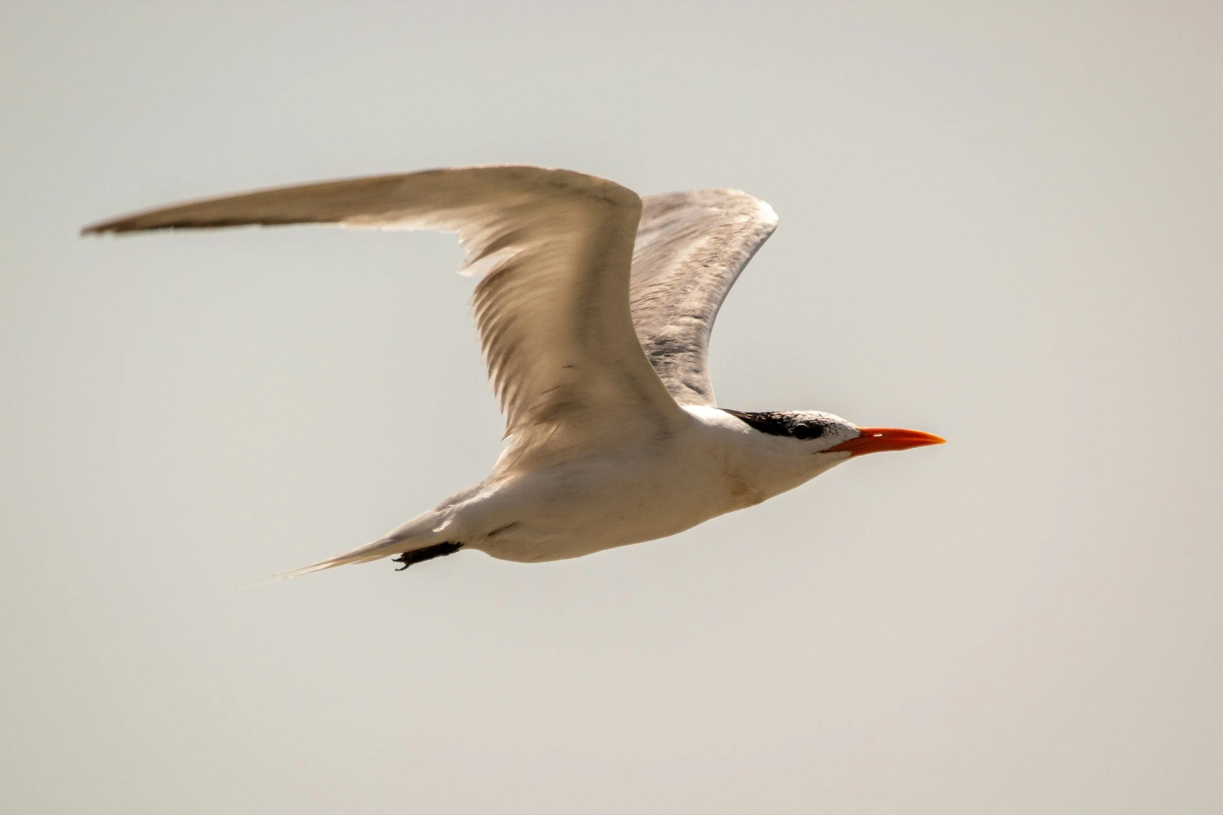A white bird, flying with its wings spread out, against a pale sky background.