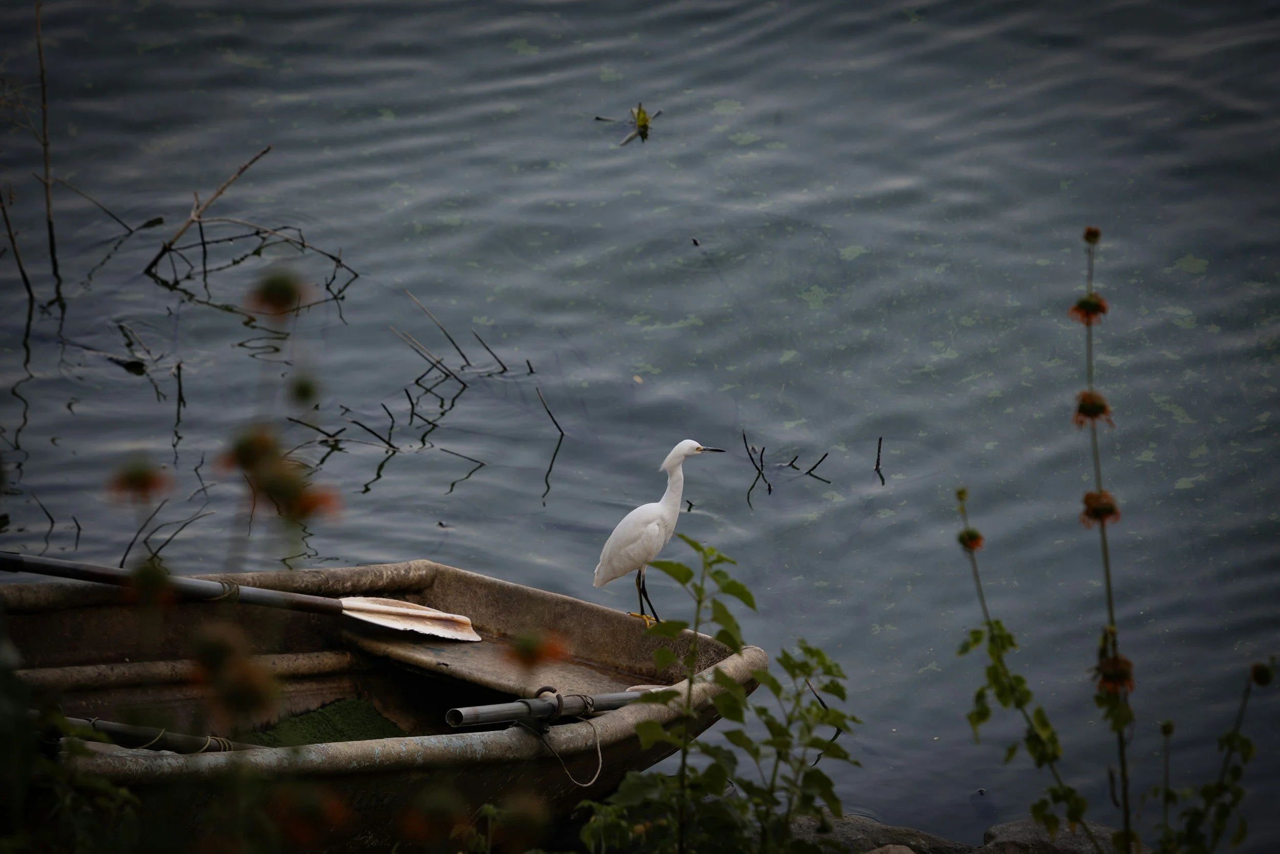 A white heron standing on a small boat docked at the water's edge, with water and ripples in the background, surrounded by plants and flowers.