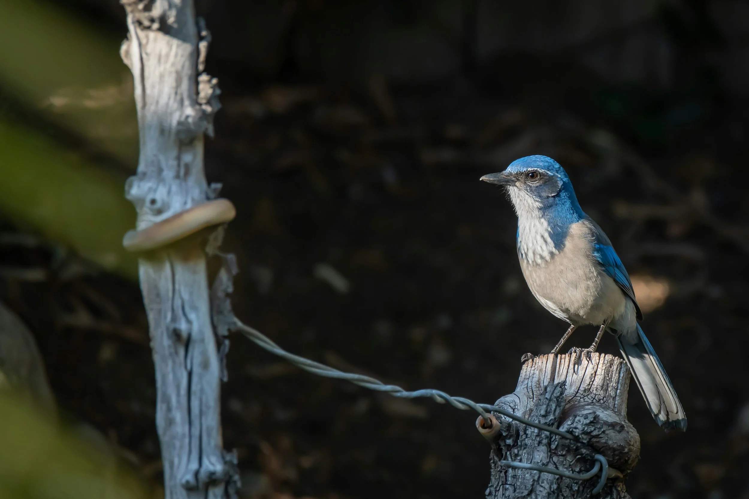A blue and white bird perched on a weathered tree branch indoors.
