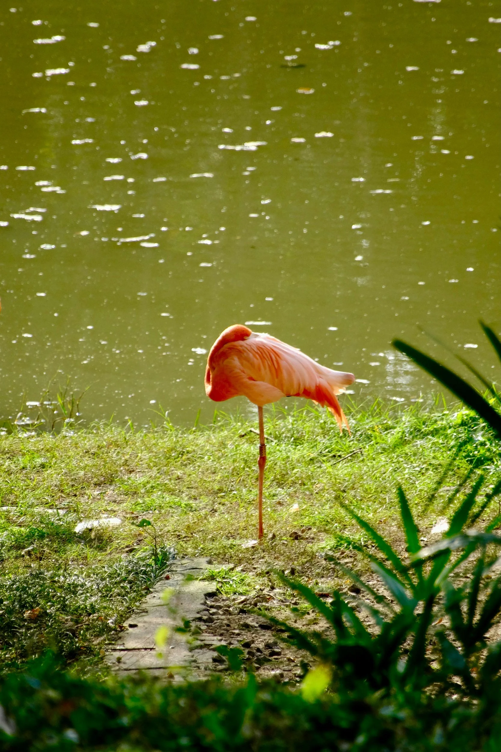 A pink flamingo standing on one leg by a green pond with floating debris, surrounded by grass and plants.
