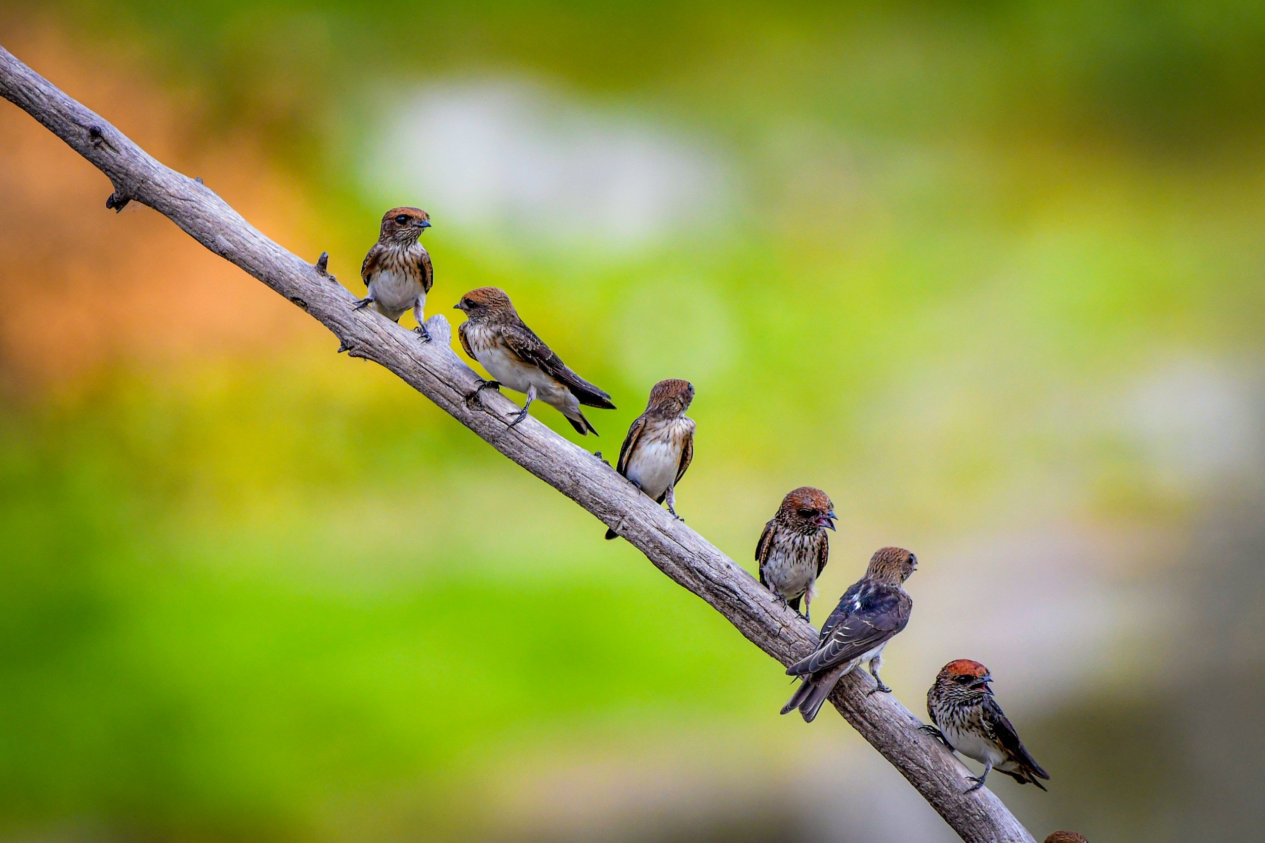 A vertical row of small brown and white songbirds perched on a diagonal tree branch with a colorful blurred background.