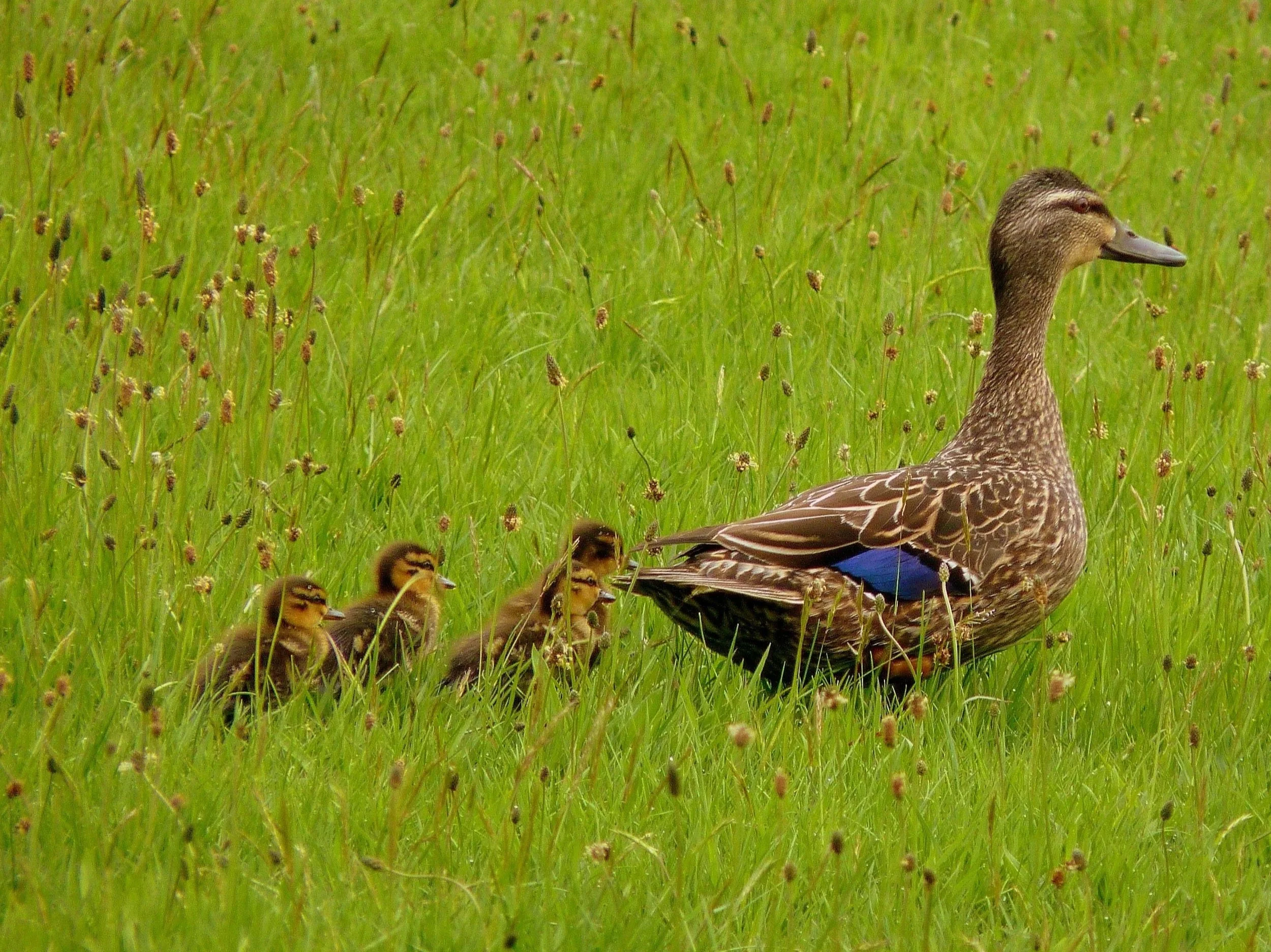 A mother duck with brown feathers and a blue wing patch sitting in a grassy field, surrounded by four ducklings with yellow and brown striped down feathers.