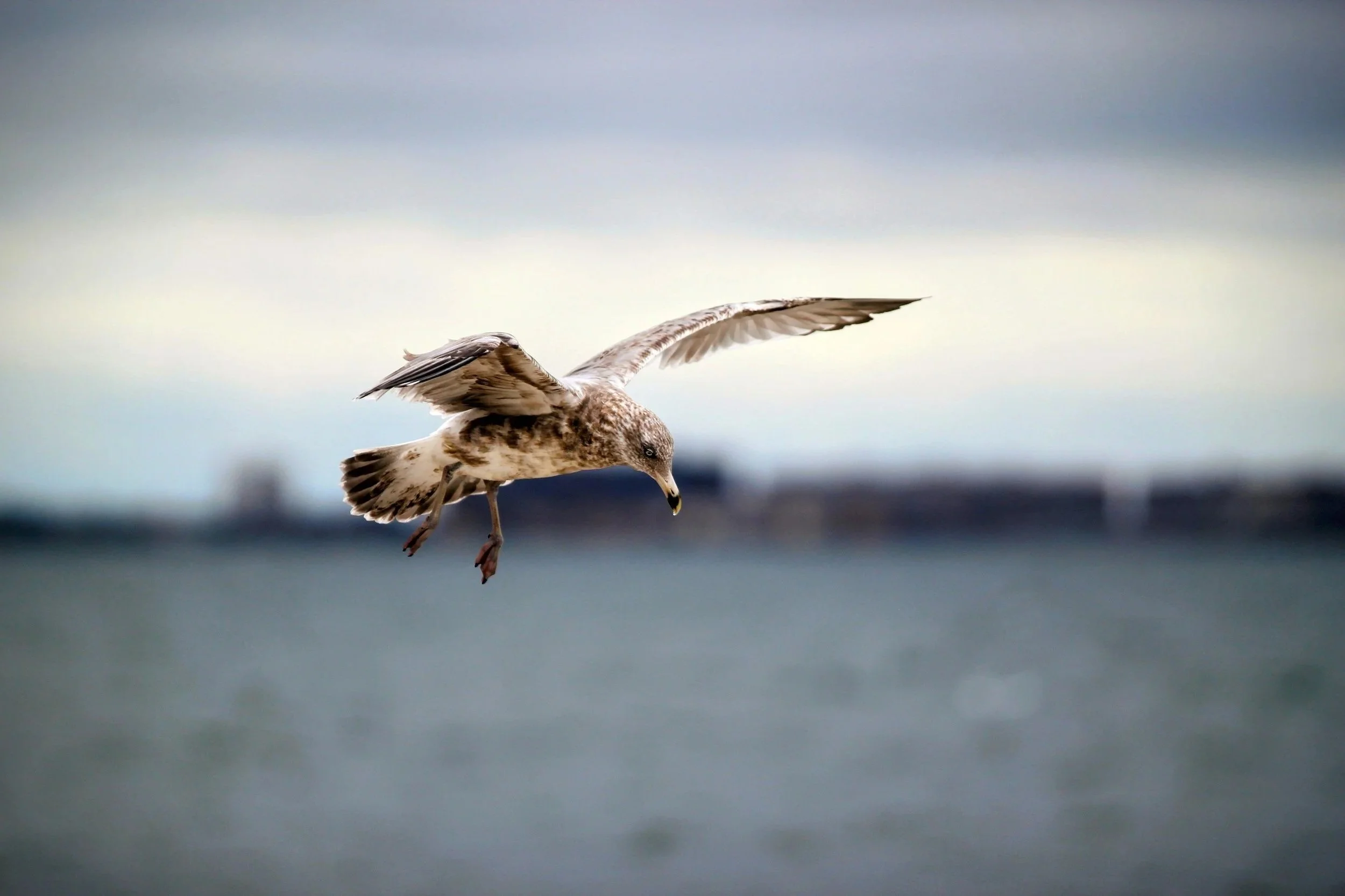 A gull mid-flight over a blurred background with a cloudy sky.