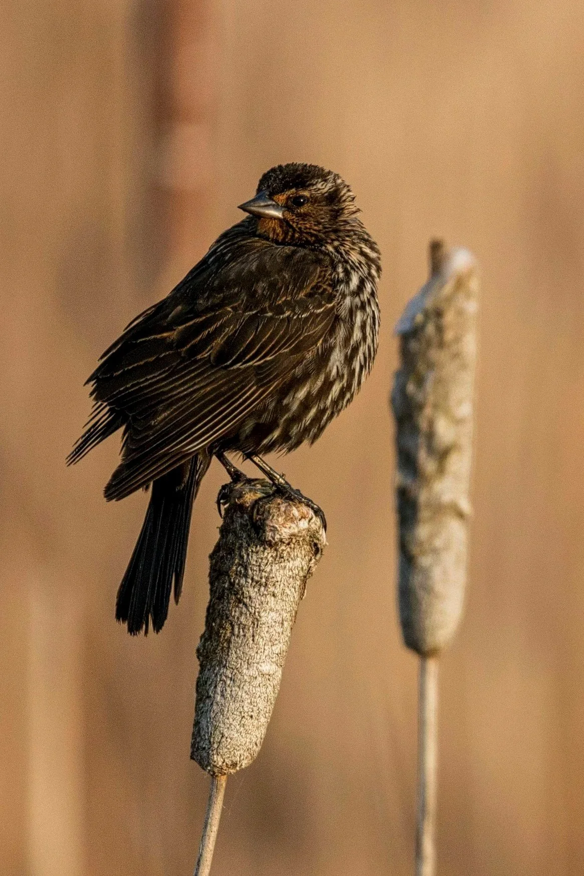 A small bird perched on a cattail reed in a natural setting.