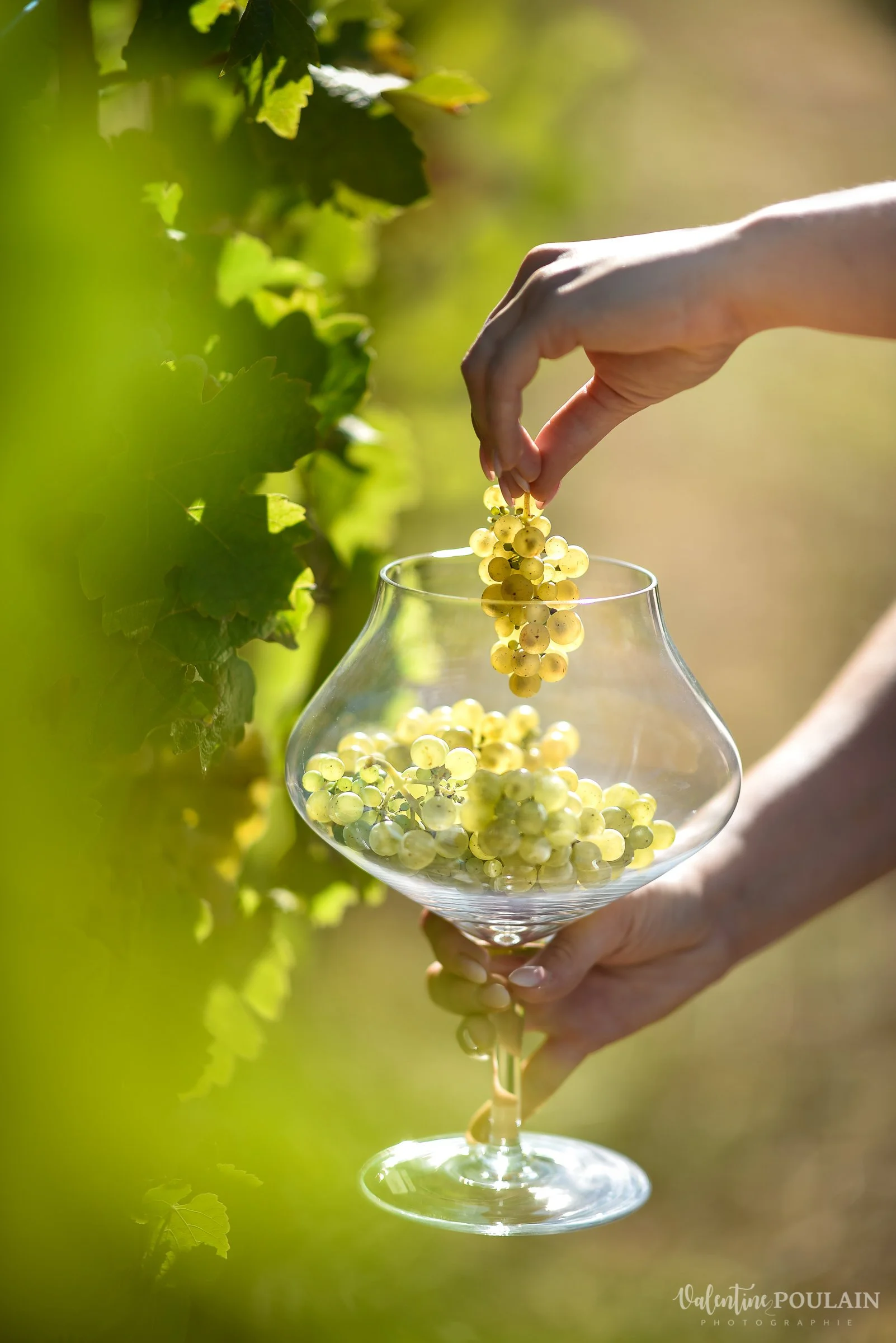 Main tenant un verre à vin vide dans lequel une main dépose des grappes de raisins blancs dans un vignoble ensoleillé.