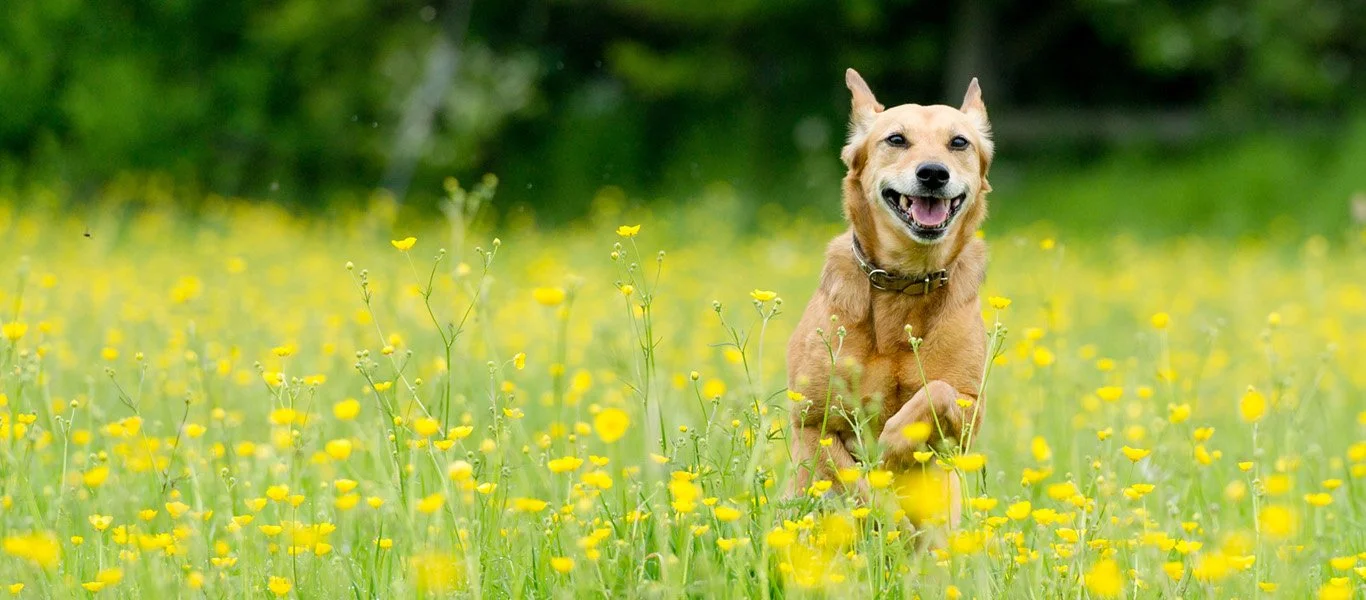 A happy dog running through a field of yellow flowers