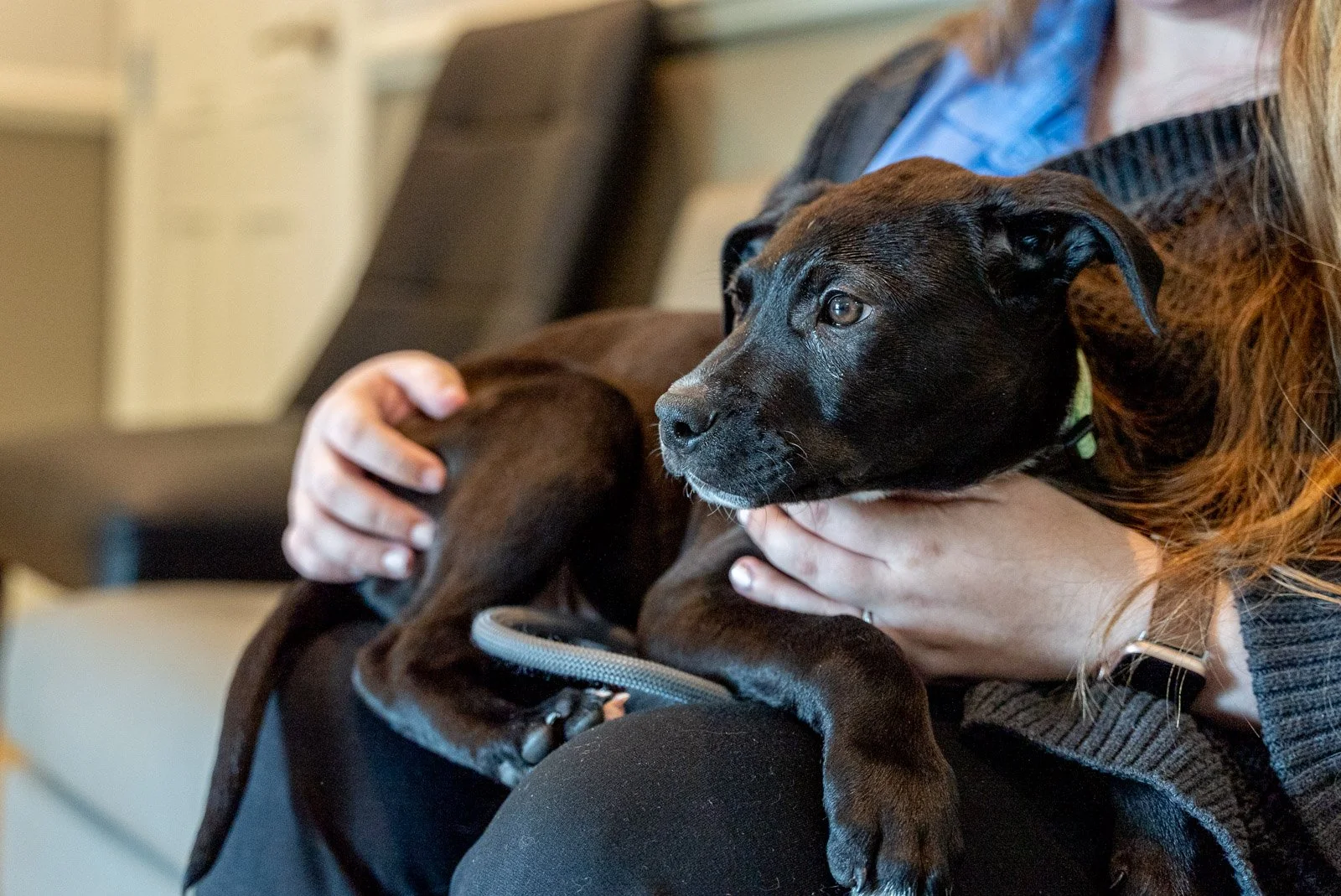a black lab puppy sitting on someone's lap