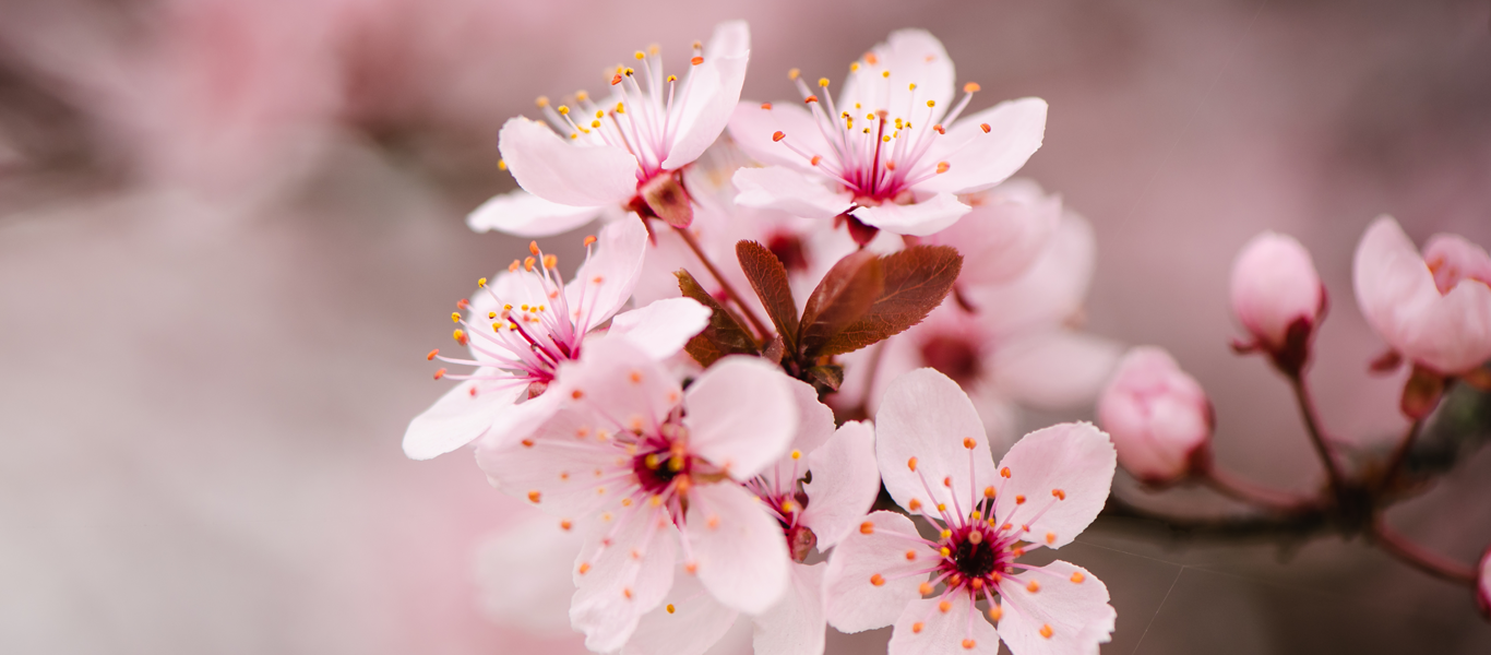 Close-up of pink cherry blossoms.