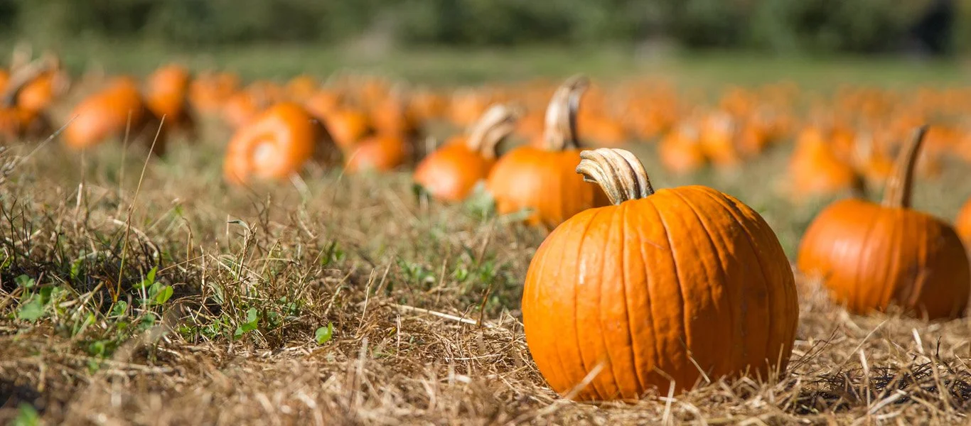 A large orange pumpkin in the foreground on dry grass, with many more pumpkins scattered in the background.