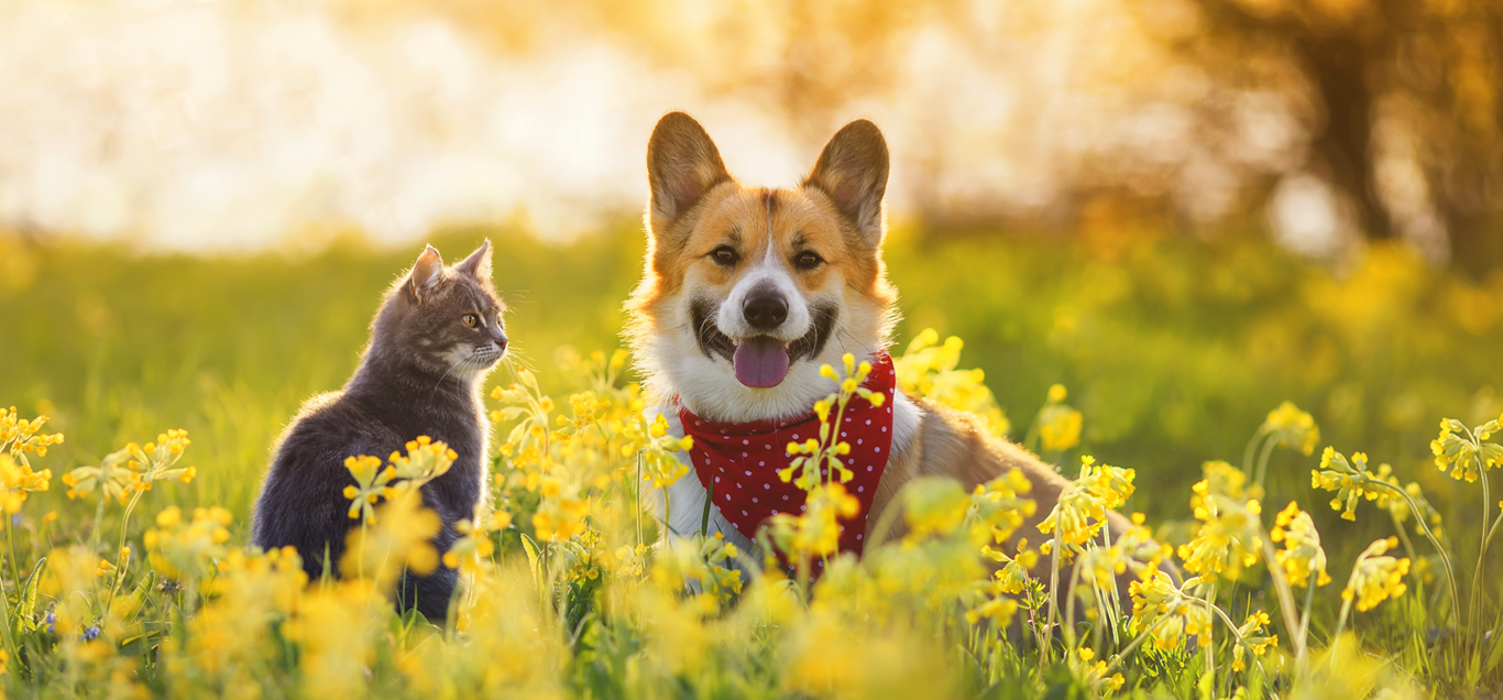 A happy dog with a red bandana sitting in a field of yellow flowers next to a gray cat, with a blurred background and warm sunlight.