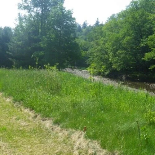 Healthy stream bank
