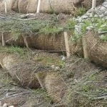 Willows begin to green