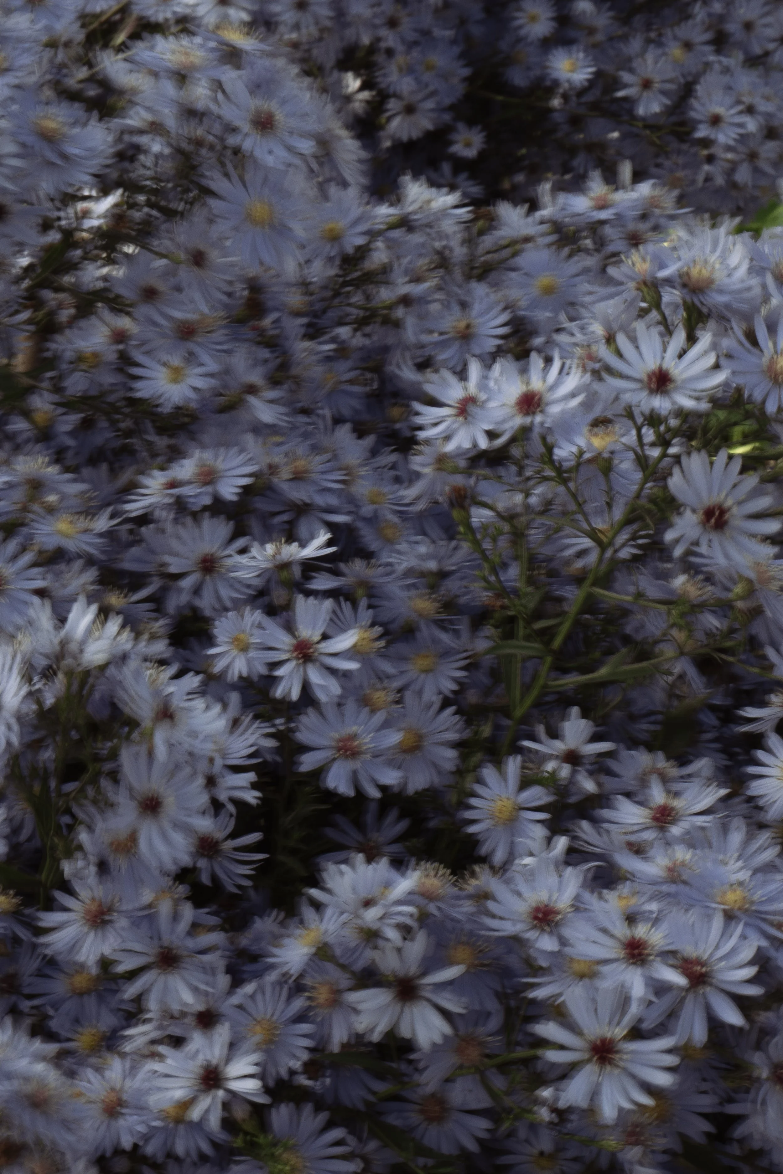 Flower bush, in movement