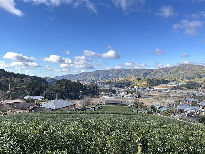 From Farm to Cup – Part 1: A Journey Through Japan’s Tea Fields