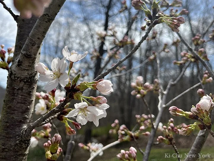 Flower Viewing: The Ancient Wisdom of Pre-Celebration