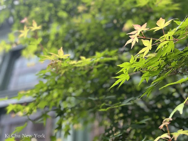 Early Summer Through Green Maple Leaves
