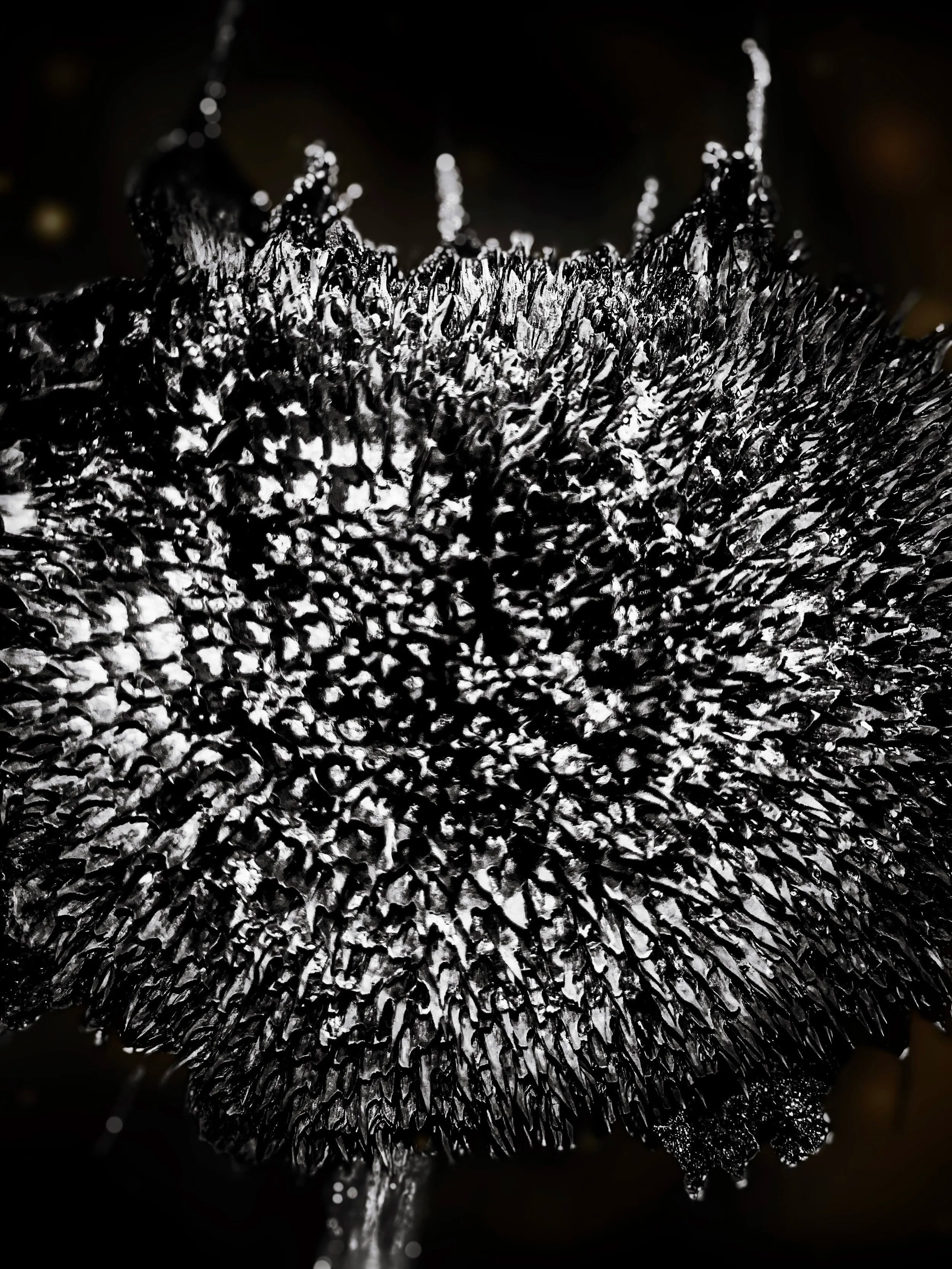 Month 1: Dying Sunflower Sixth