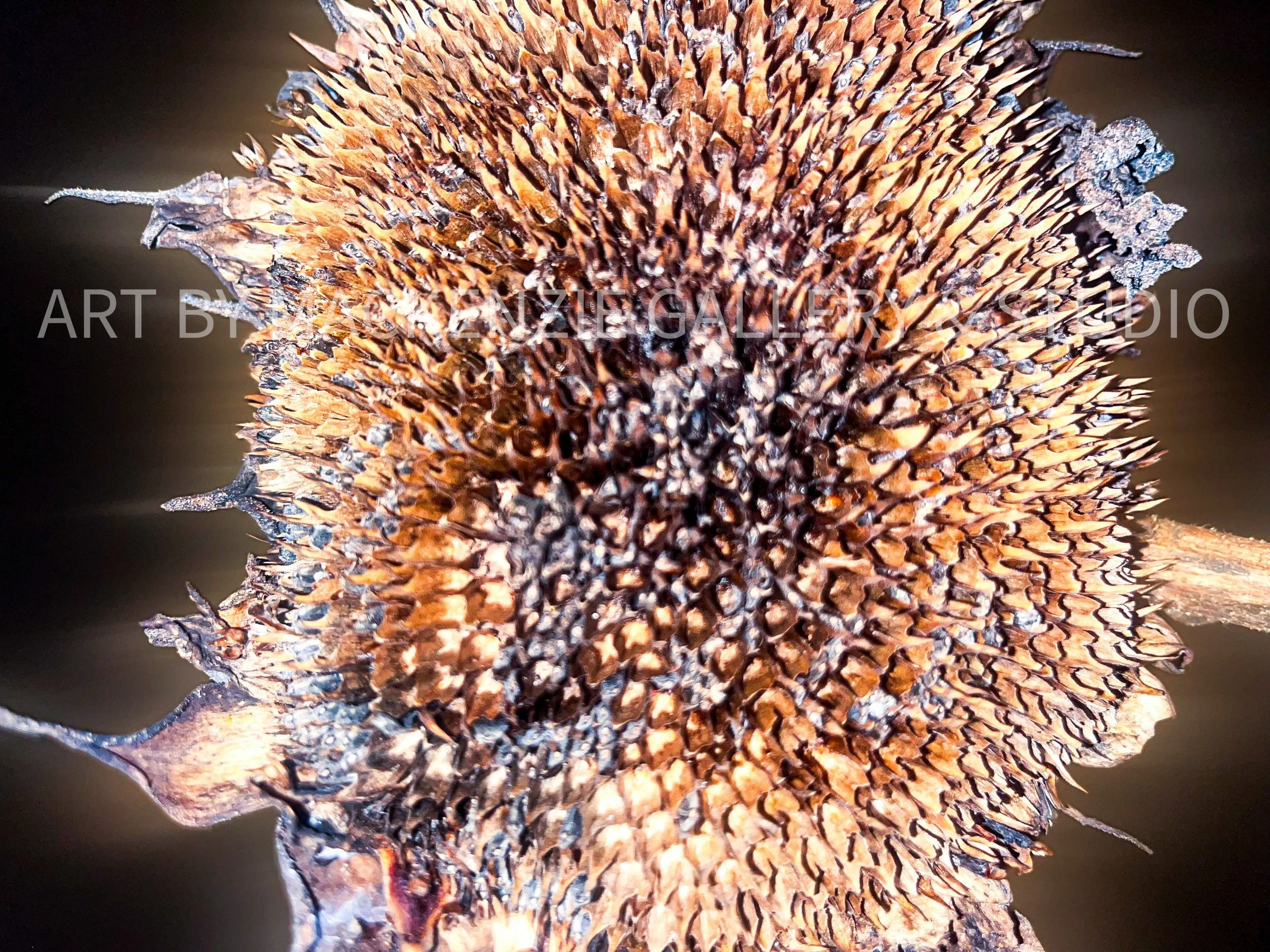 Month 4: Dying Sunflower Sixth