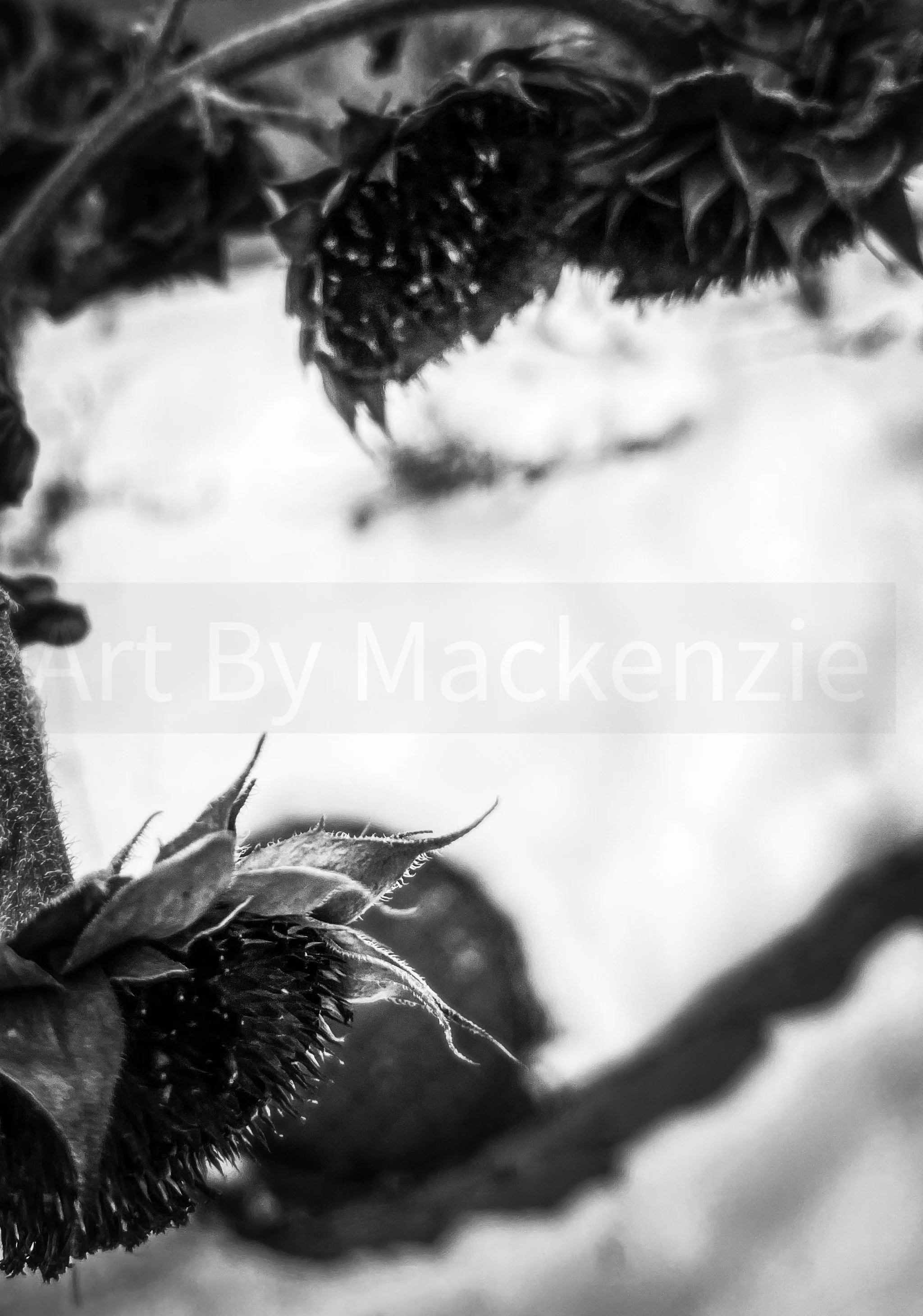 Month 7: Dying Sunflower