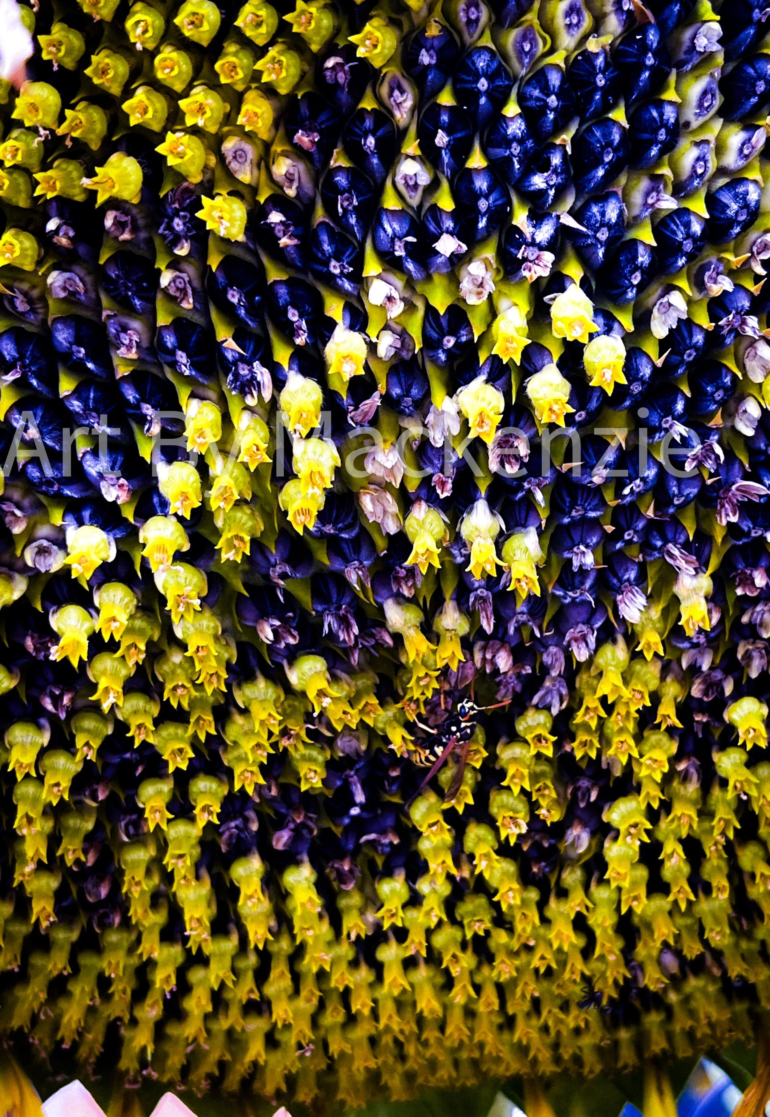 Dying Sunflower: Bee